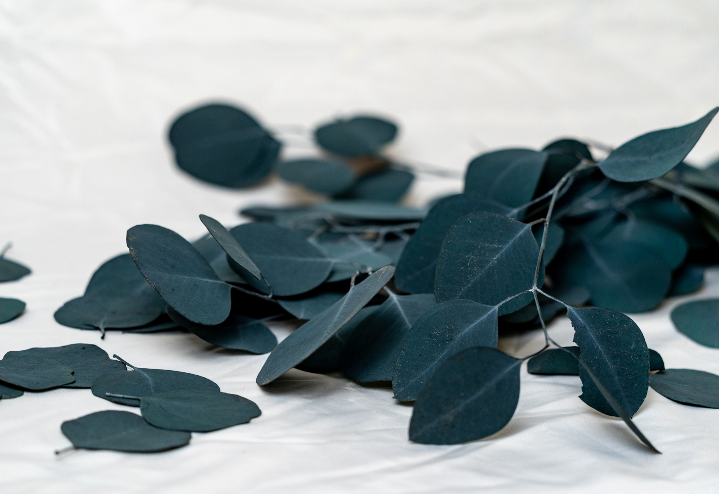 Populus Stabilizzato