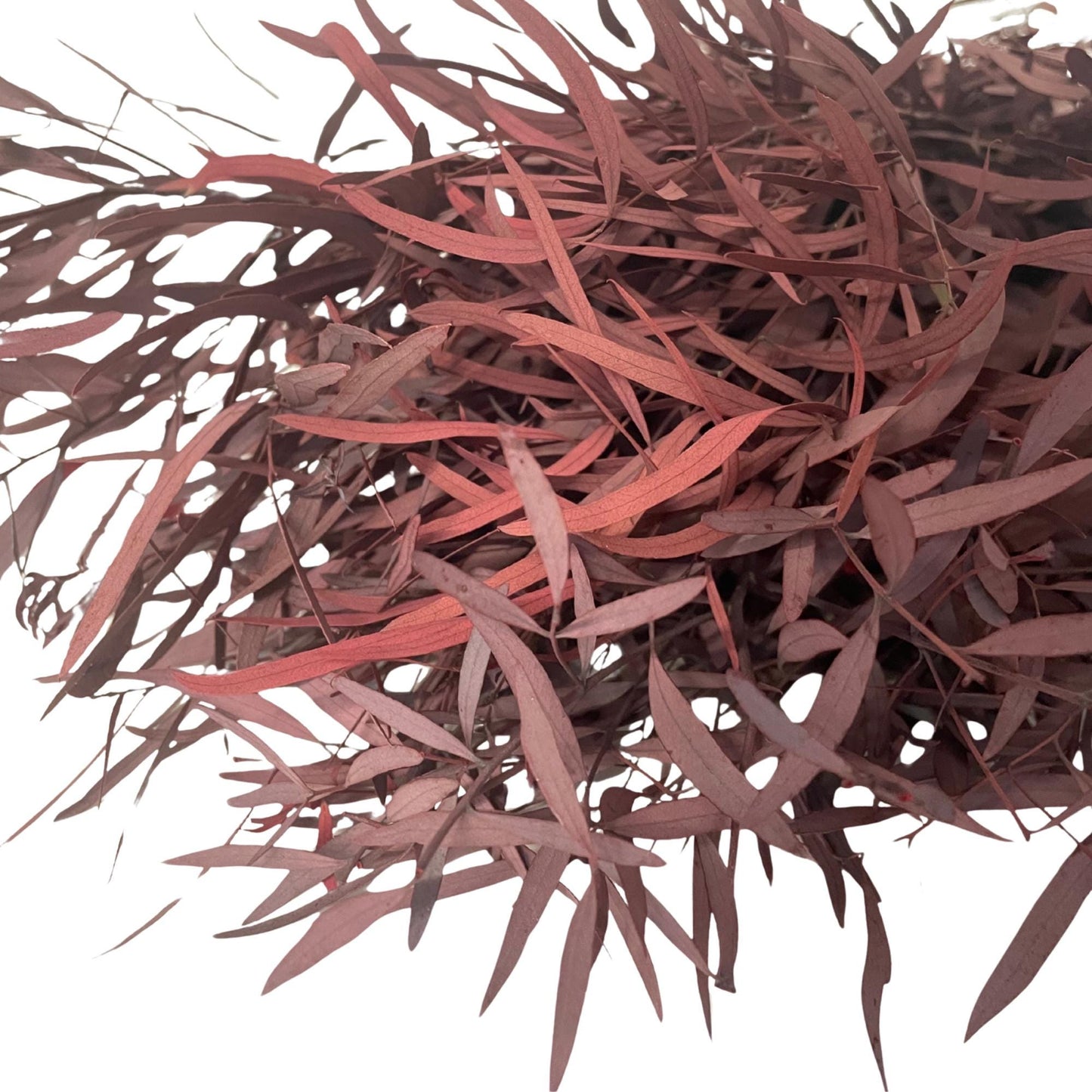 Red Nichol's Gum — Preserved