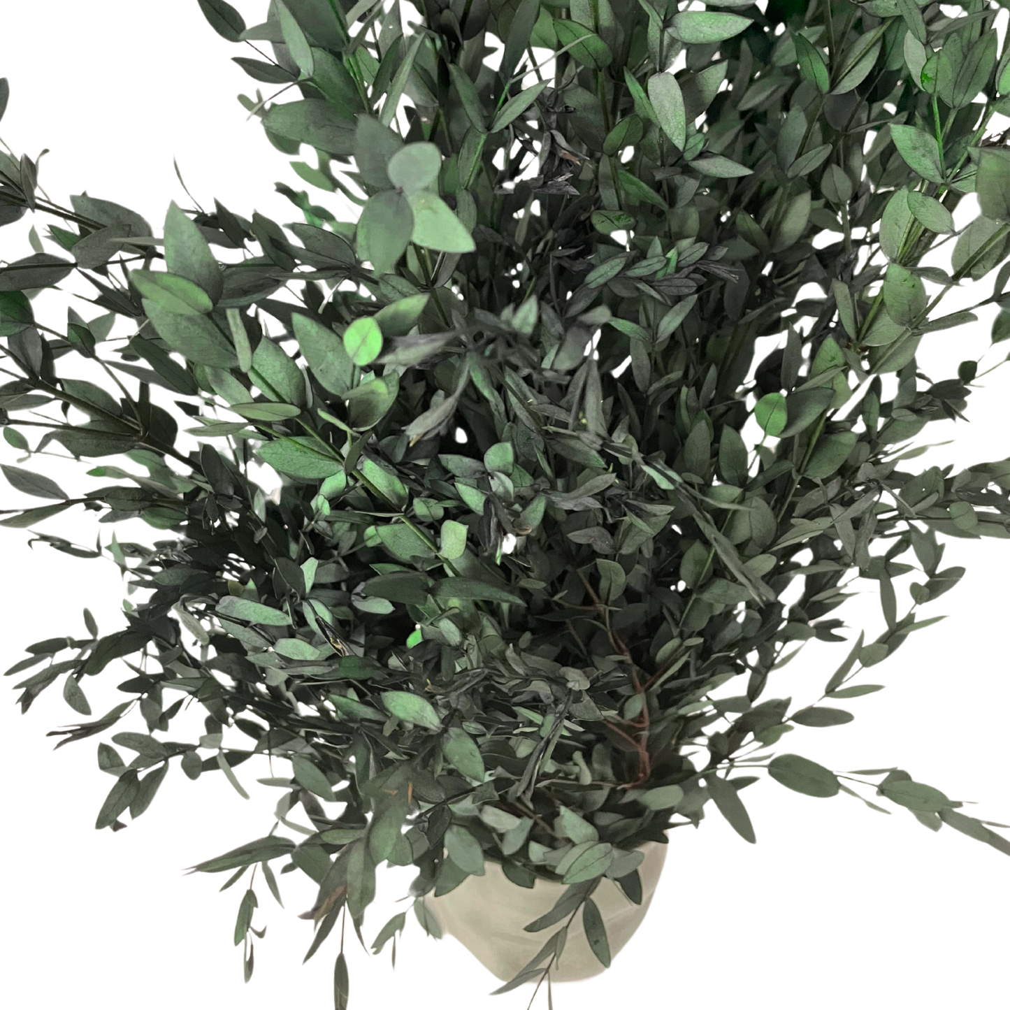 Stabilized Parvifolia Eucalyptus — Green