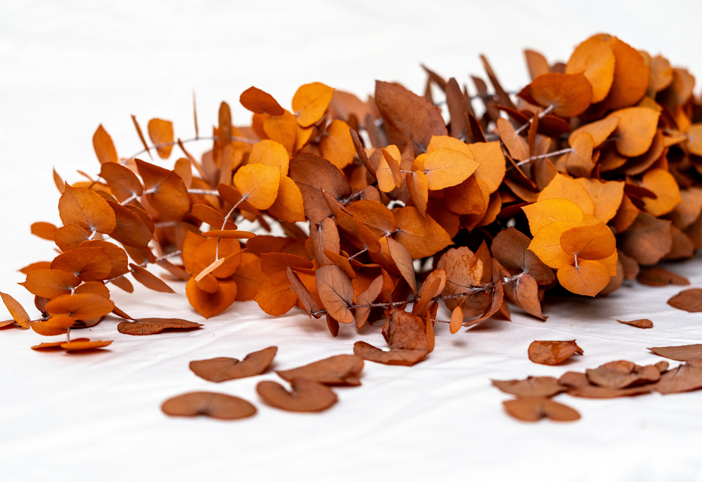 Stuartiana Arancione