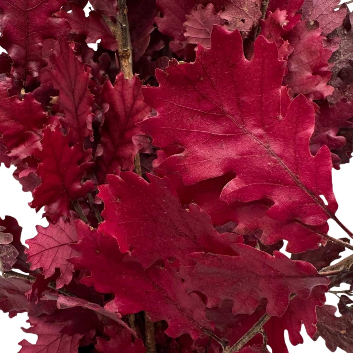 Lilac Oak — Preserved
