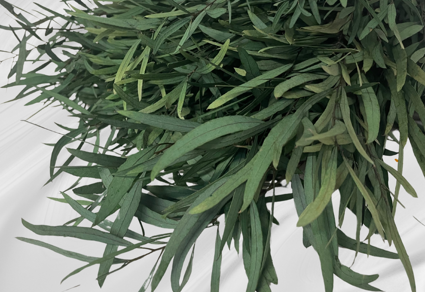 Eucaliptus Niccoly Stabilizzato