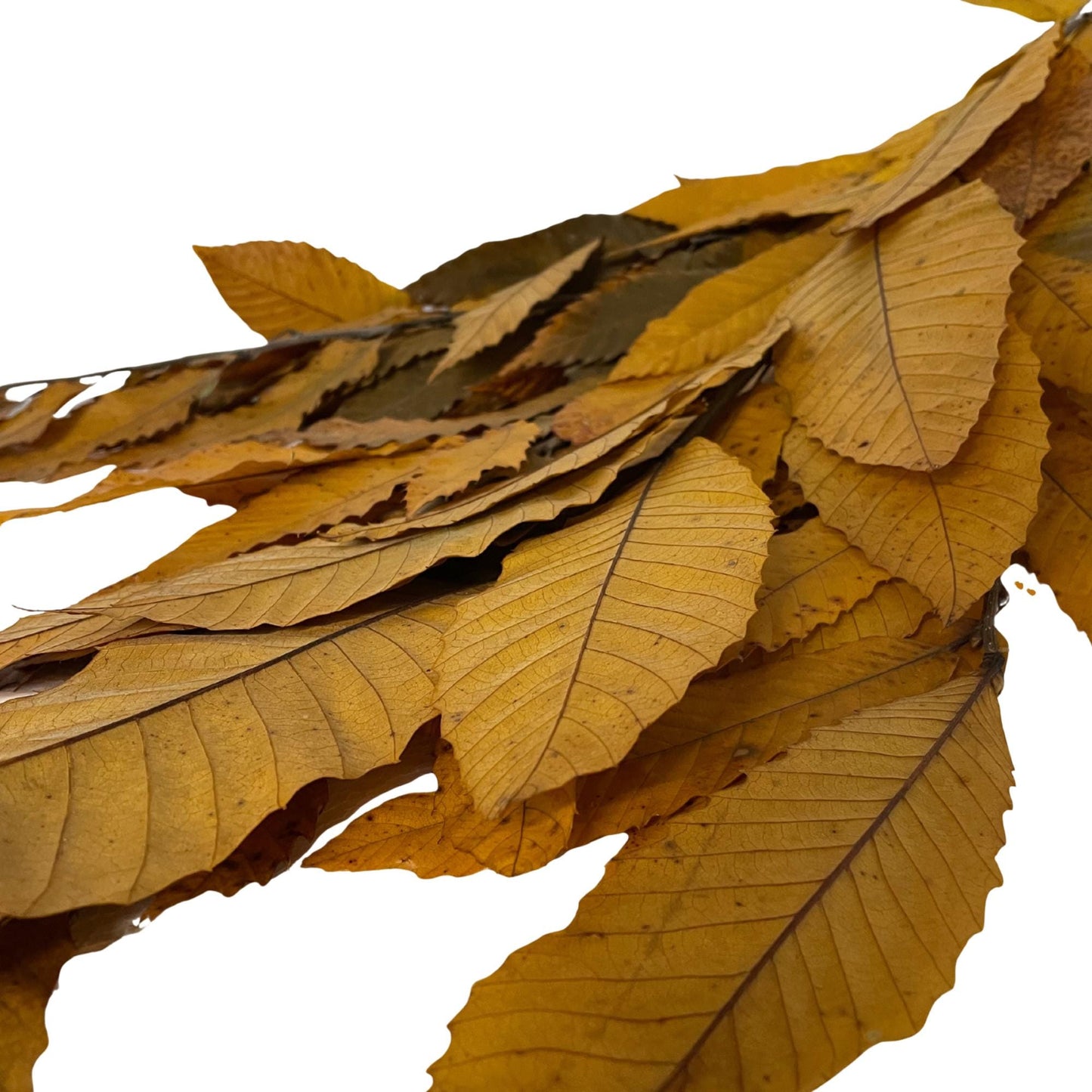 Yellow Chestnut — Stabilized