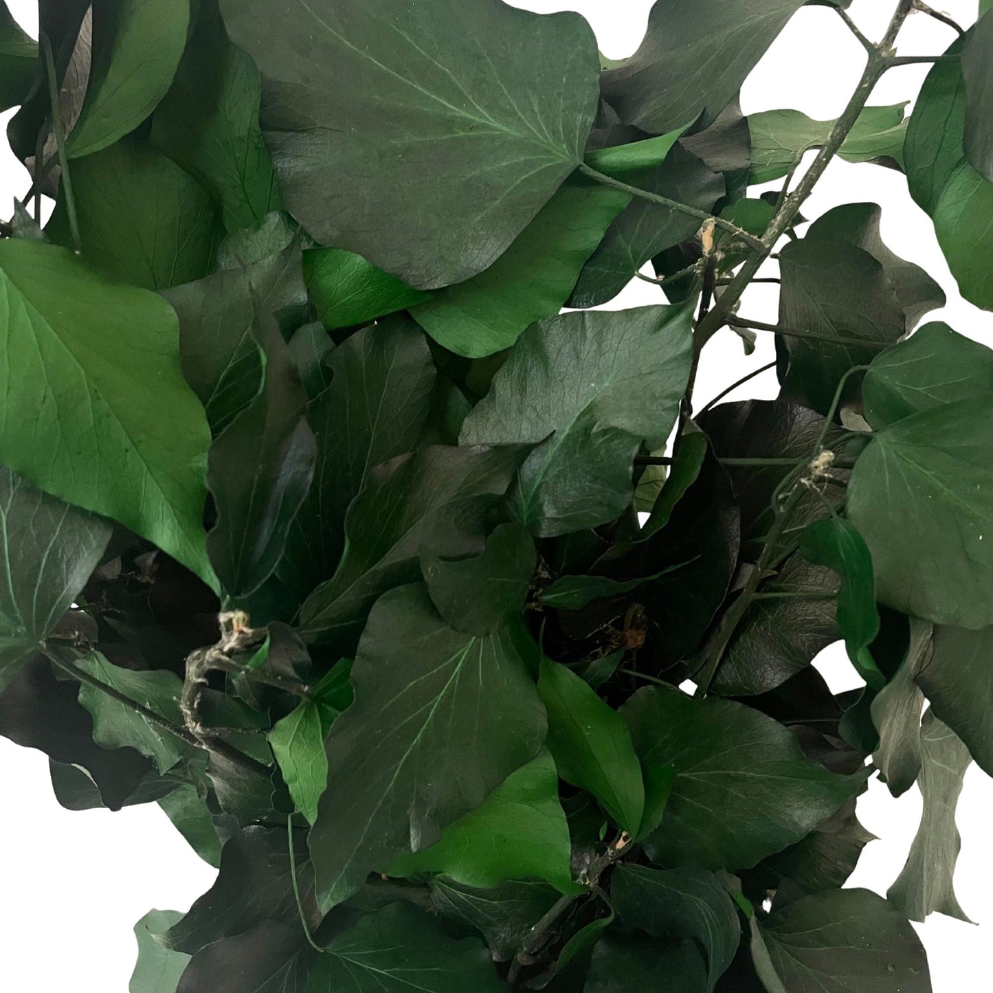 Green Ivy — Preserved