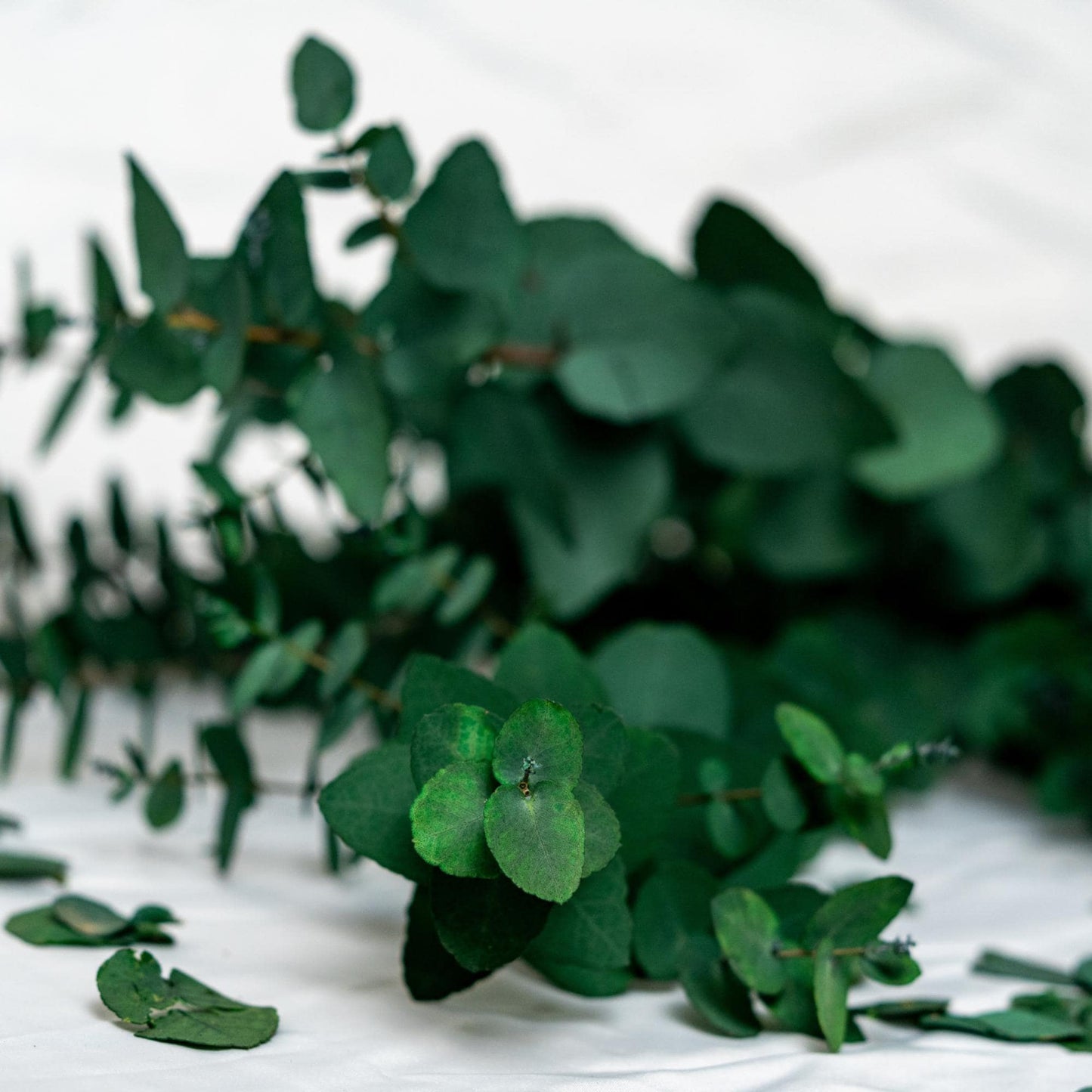 Stuartiana Eucalyptus Green — Preserved