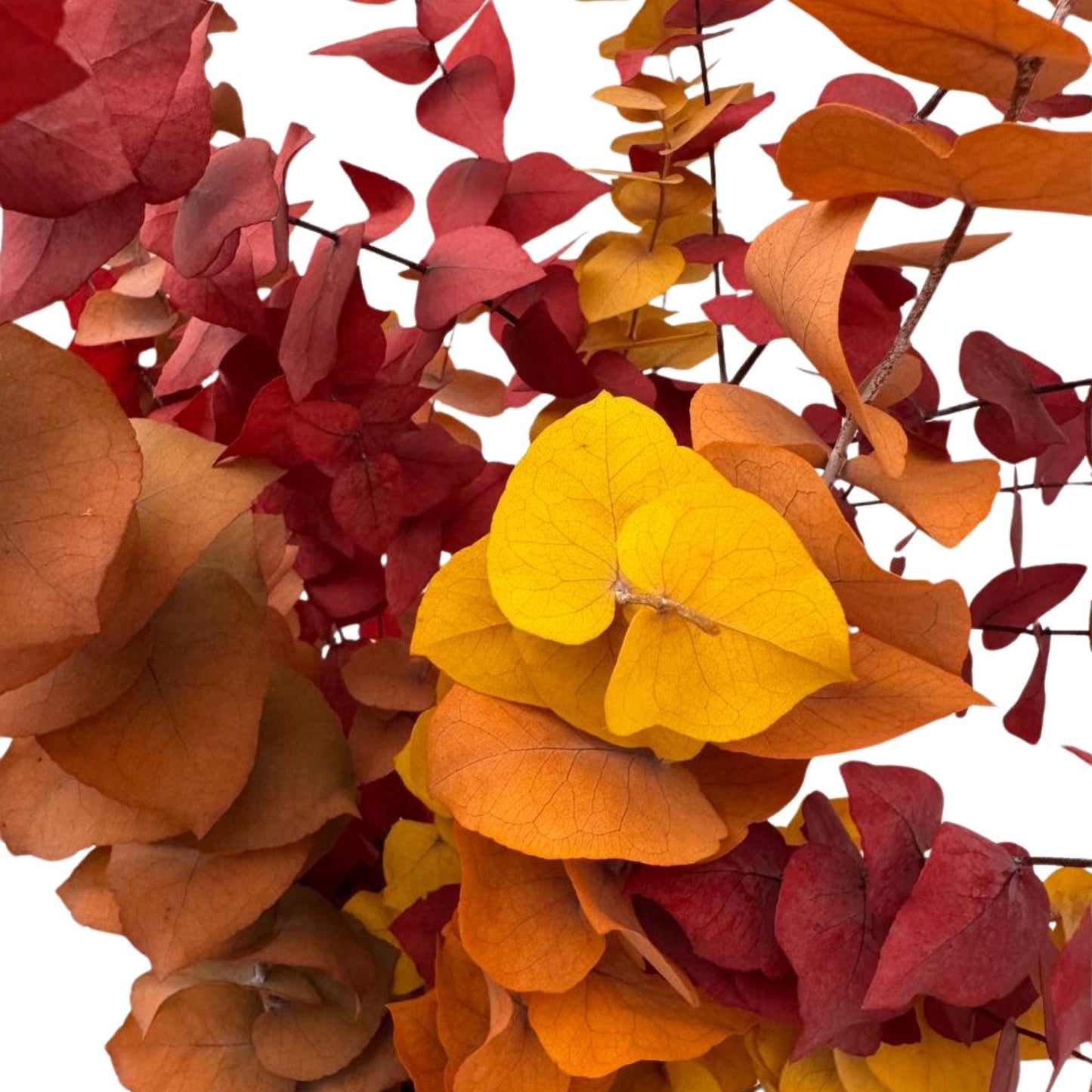 Eucalyptus Stuartiana Autumn — Preserved