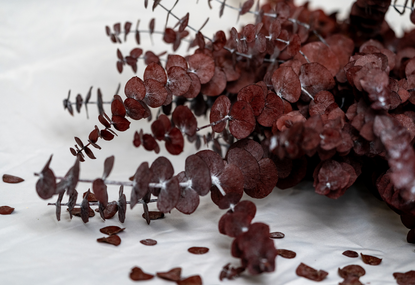 Eucalyptus BabyBlue Rosso