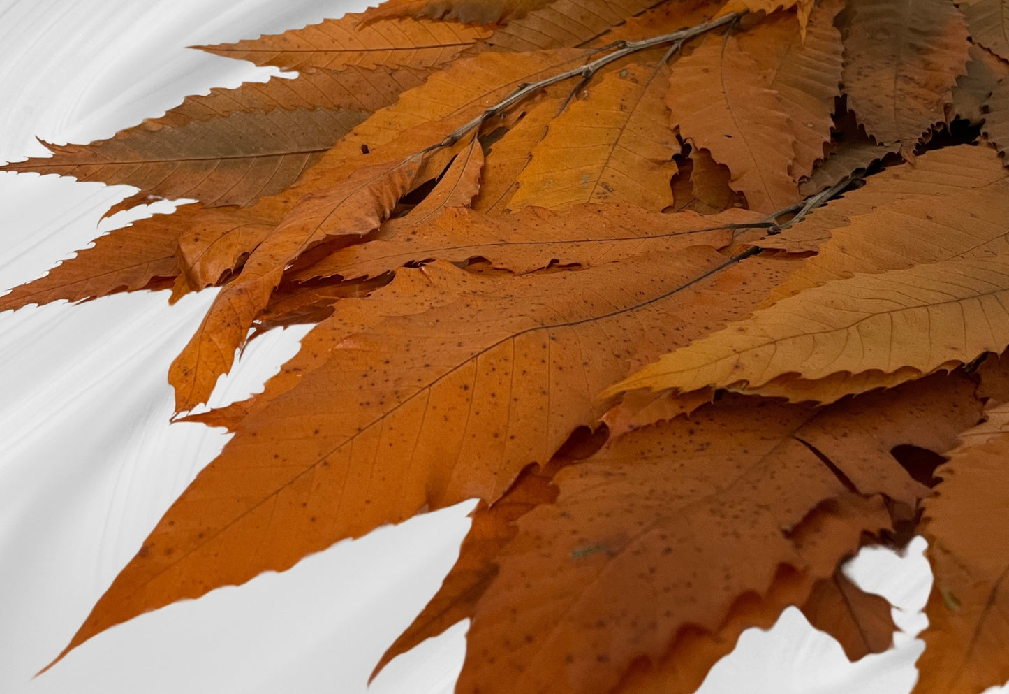 Castagna Stabilizzata