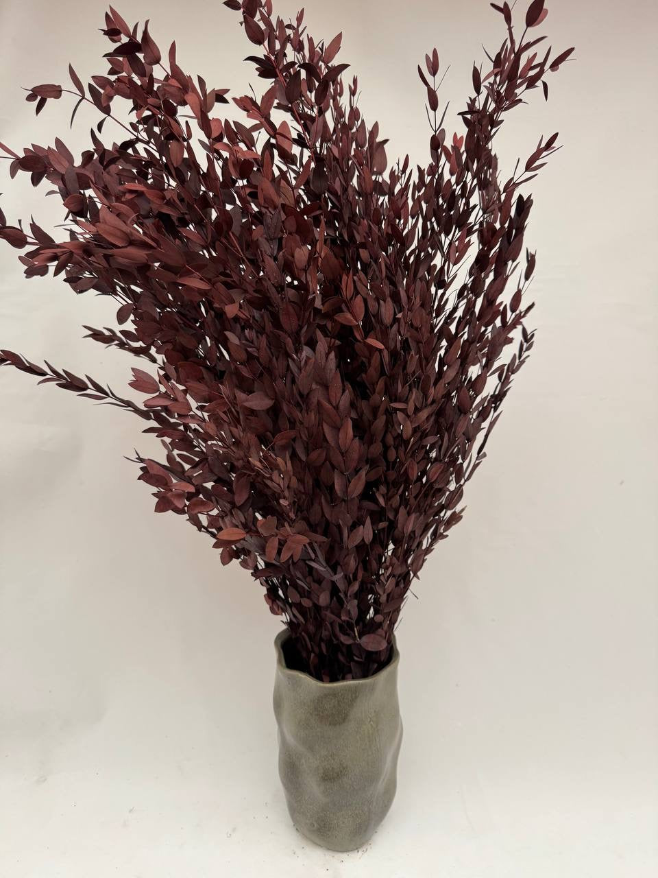 Eucalyptus Parvifolia Red — Preserved