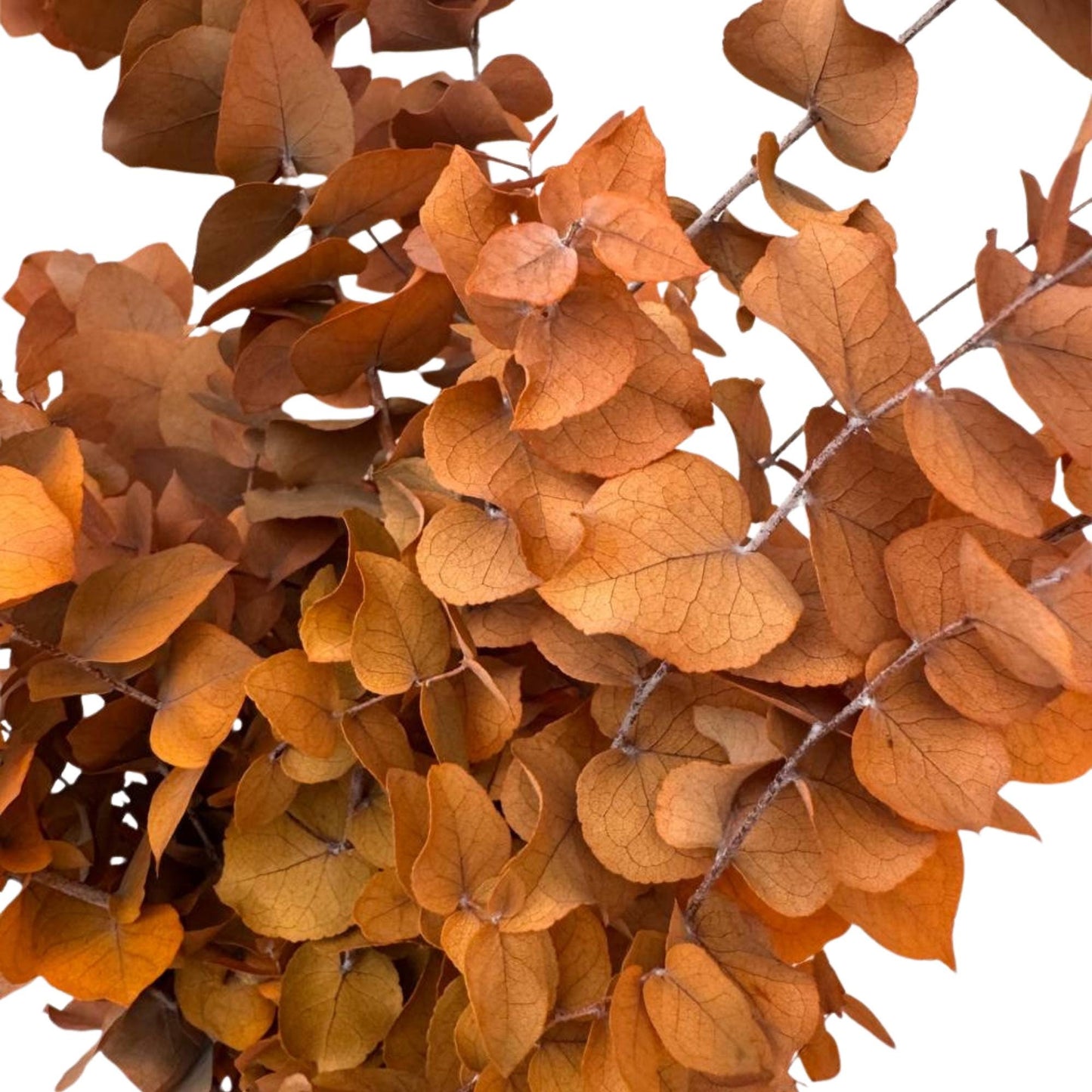 Orange Stuartiana Eucalyptus — Preserved