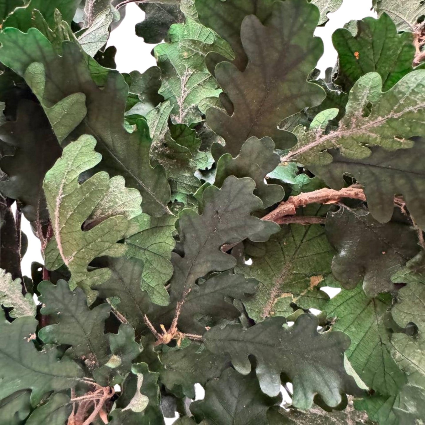 Green Oak — Preserved