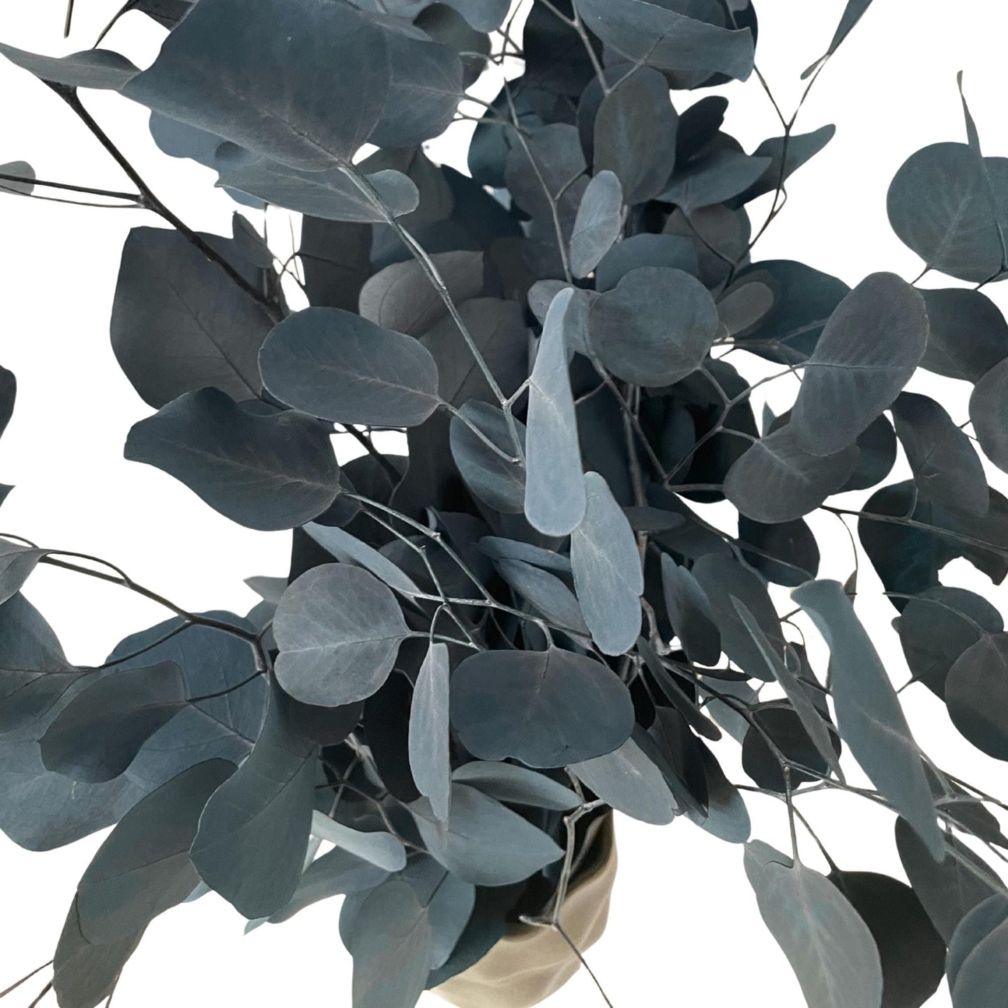 Eucalipto Populus Blu — Stabilizzato