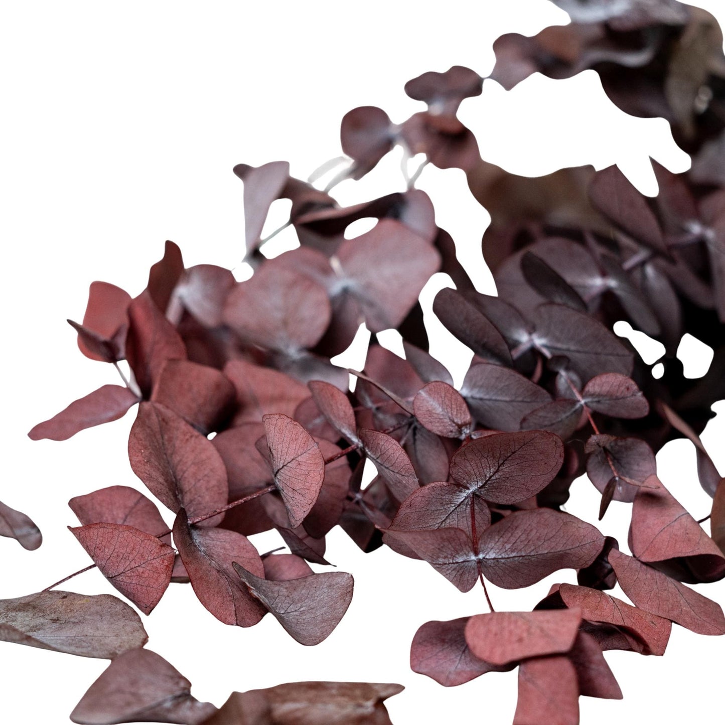 Red Cinerea Eucalyptus — Preserved