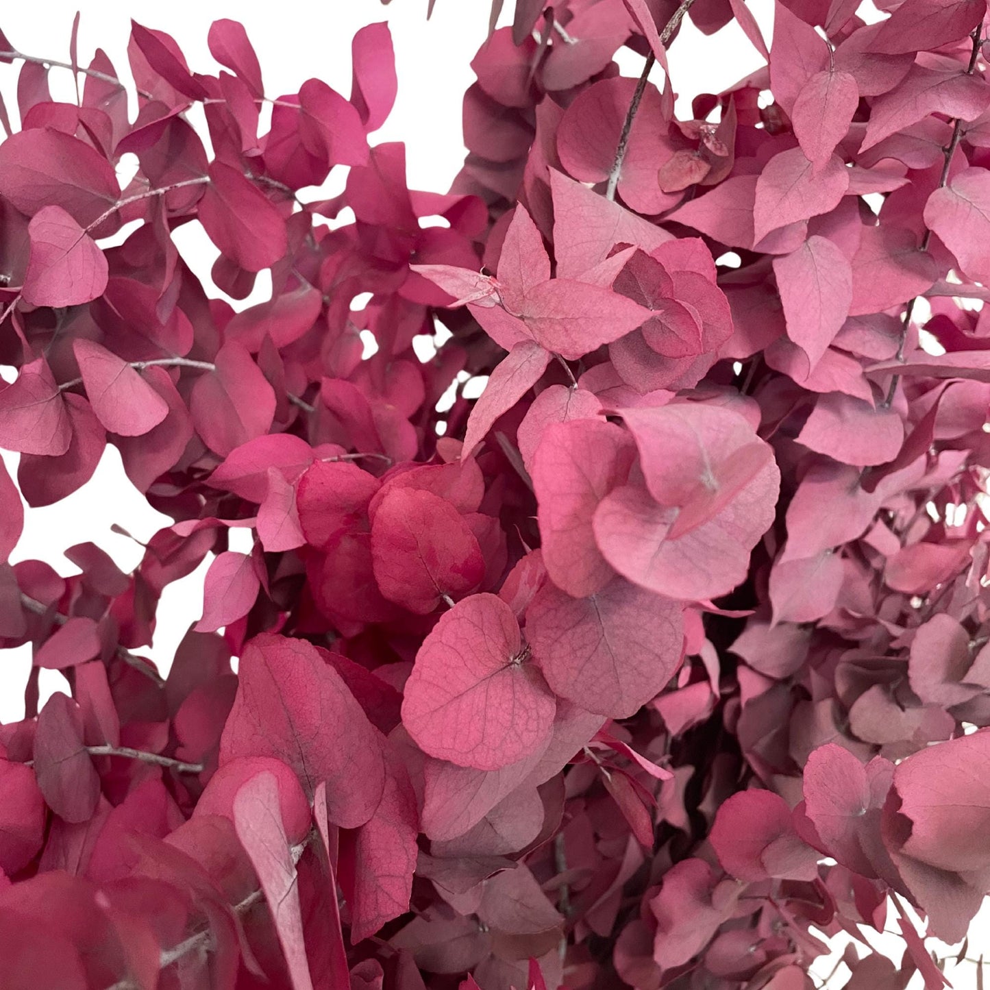 Stuartiana Eucalyptus Lilac — Preserved
