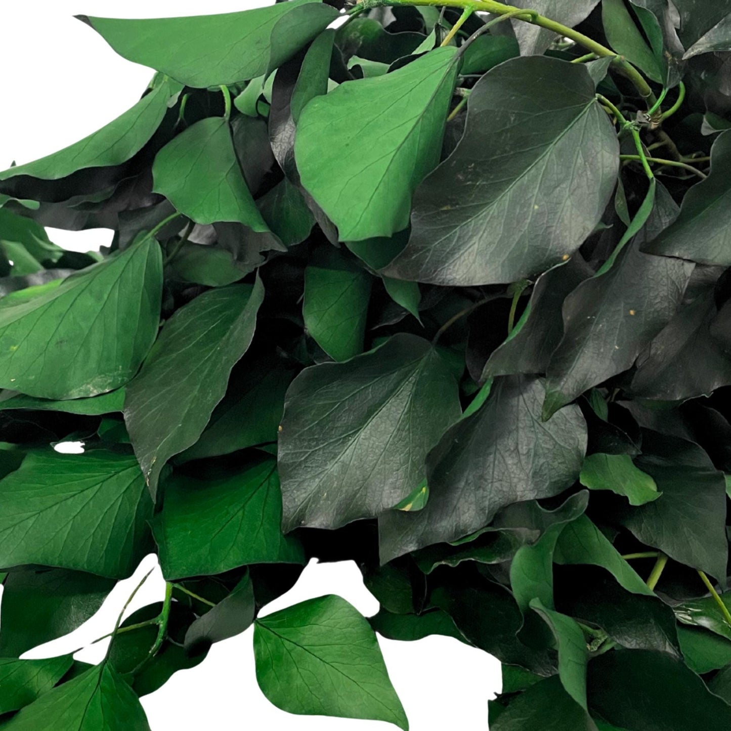 Green Ivy — Preserved