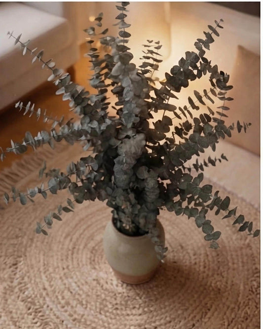 Eucalyptus Baby Blue — Preserved