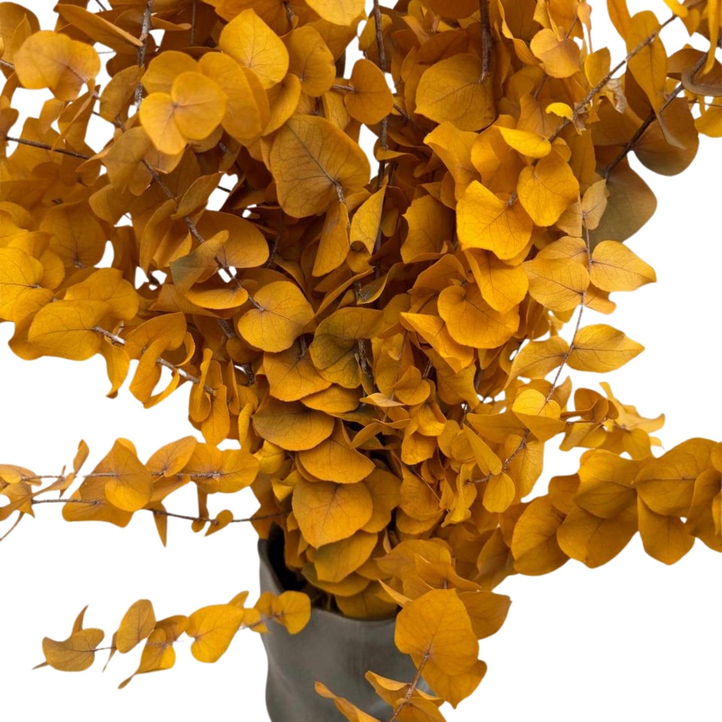 Yellow Stuartiana Eucalyptus — Preserved