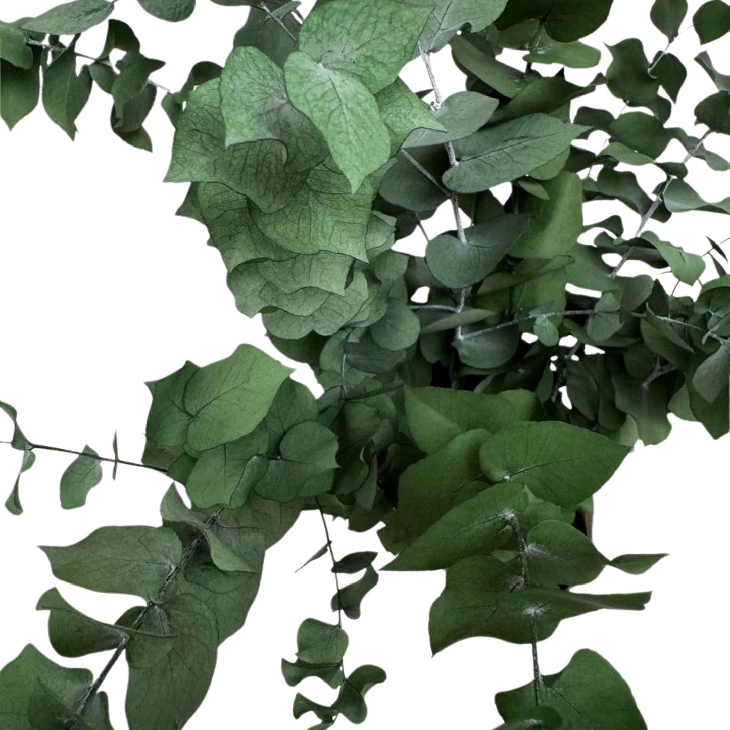 Stuartiana Eucalyptus Green — Preserved