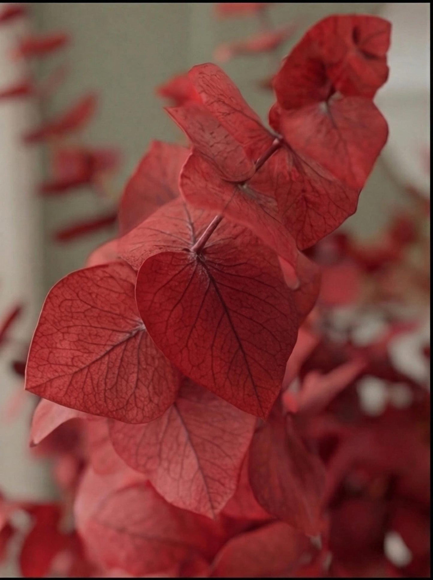 Red Stuartiana Eucalyptus — Preserved