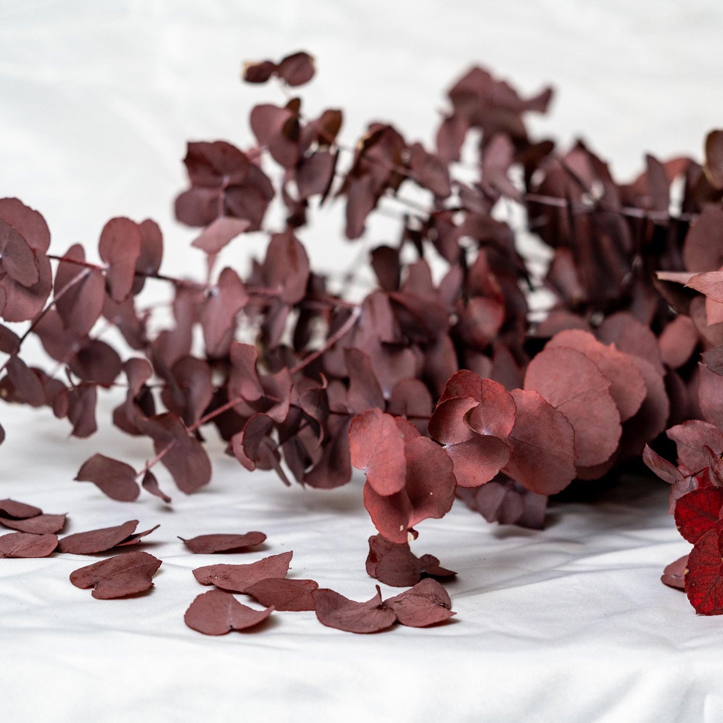 Stuartiana Eucalyptus Bordeaux — Preserved