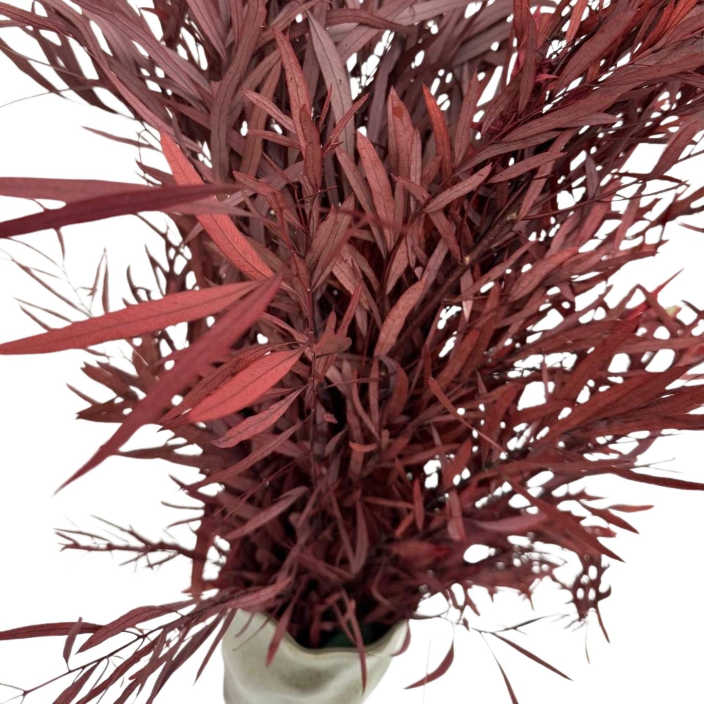 Red Nichol's Gum — Preserved