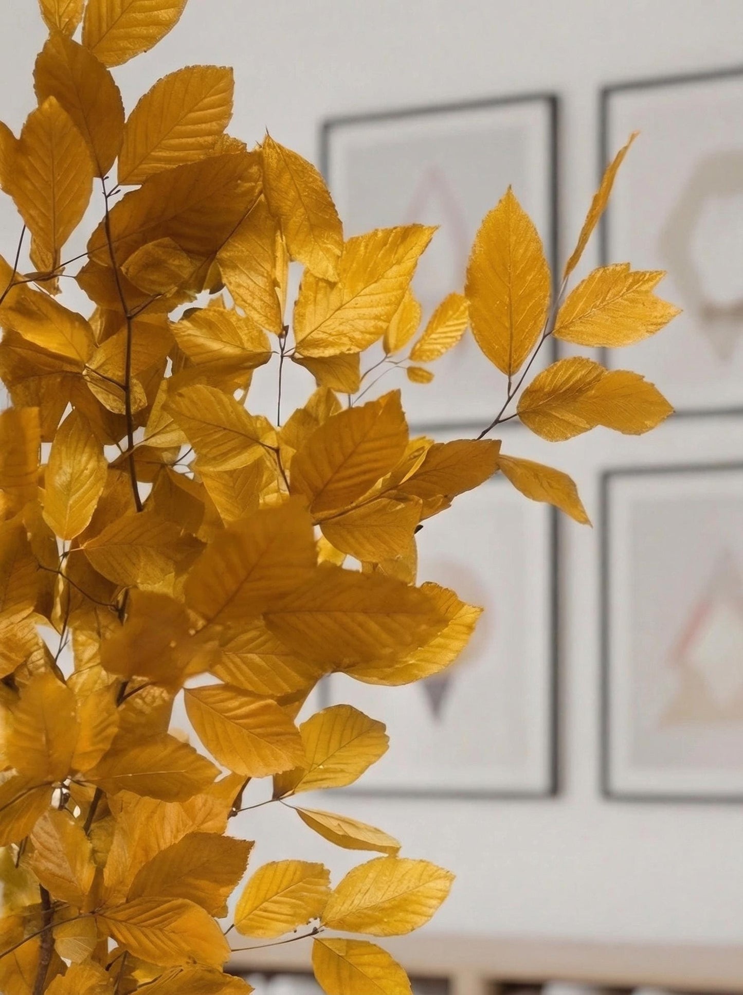 Yellow Beech — Stabilized