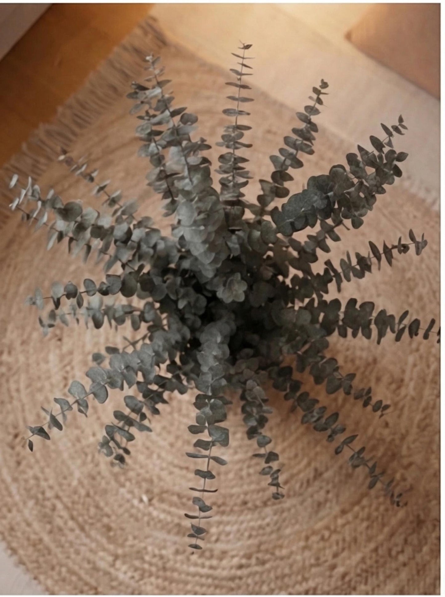 Eucalyptus Baby Blue — Preserved
