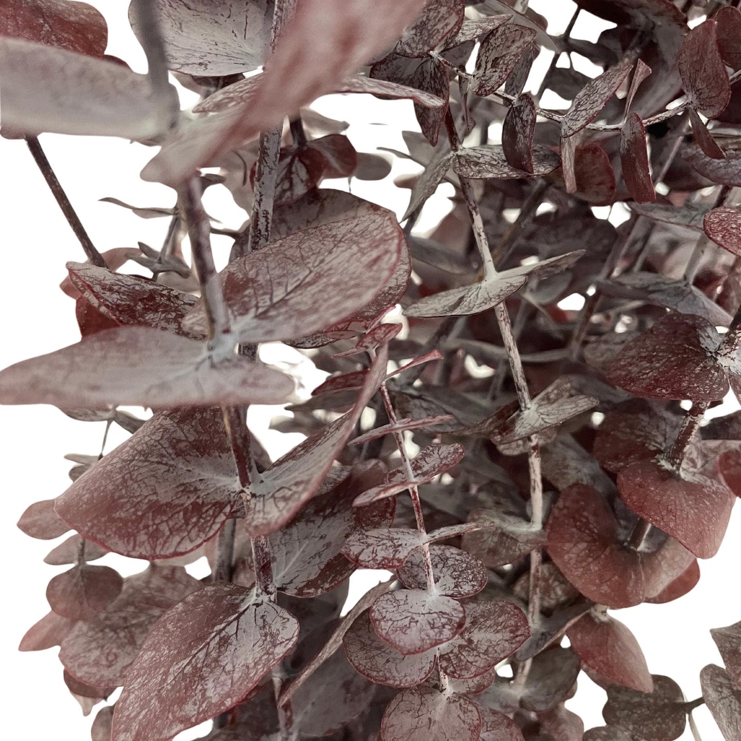 Red Baby Blue Eucalyptus — Preserved