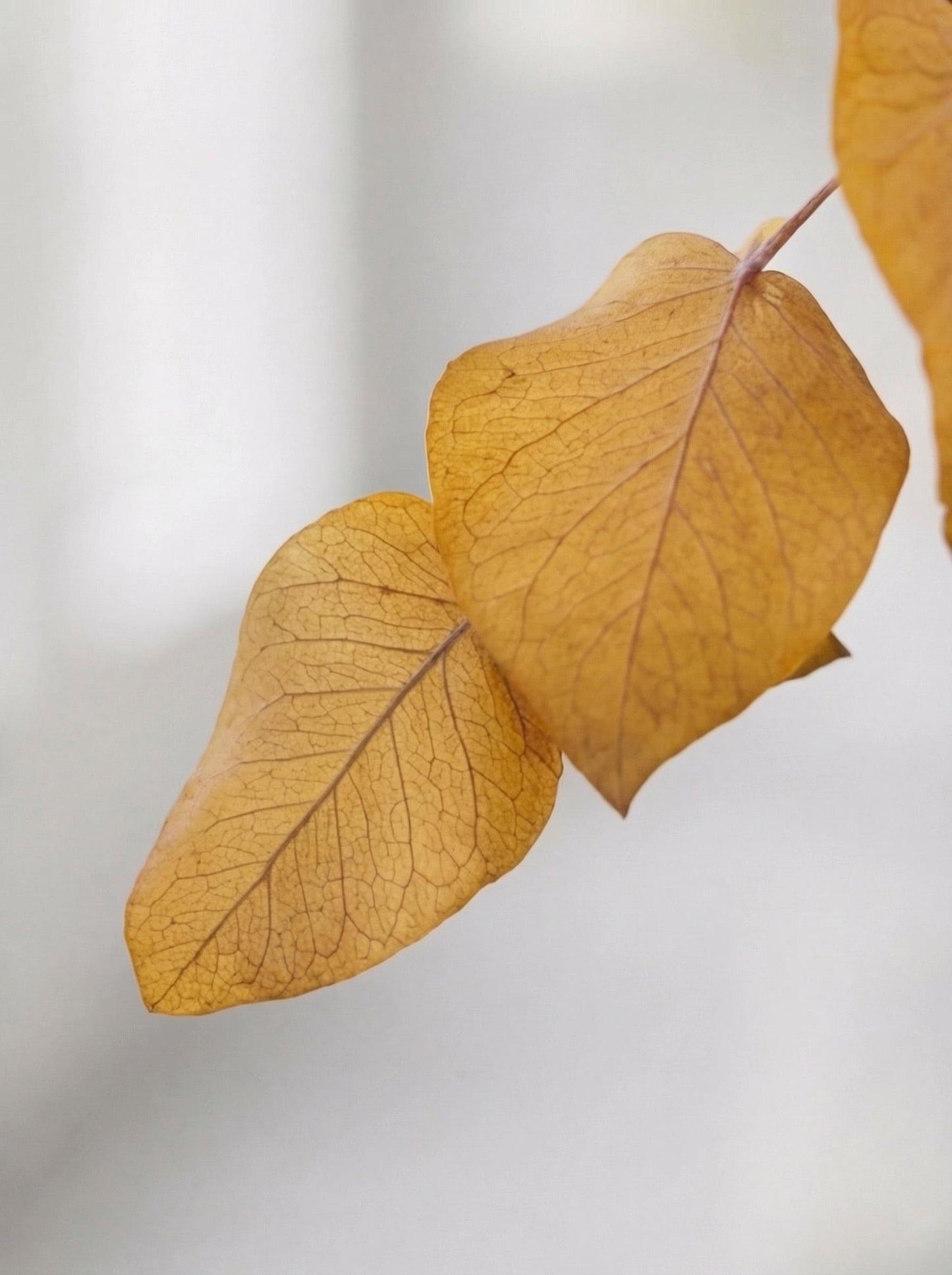 Yellow Stuartiana Eucalyptus — Preserved