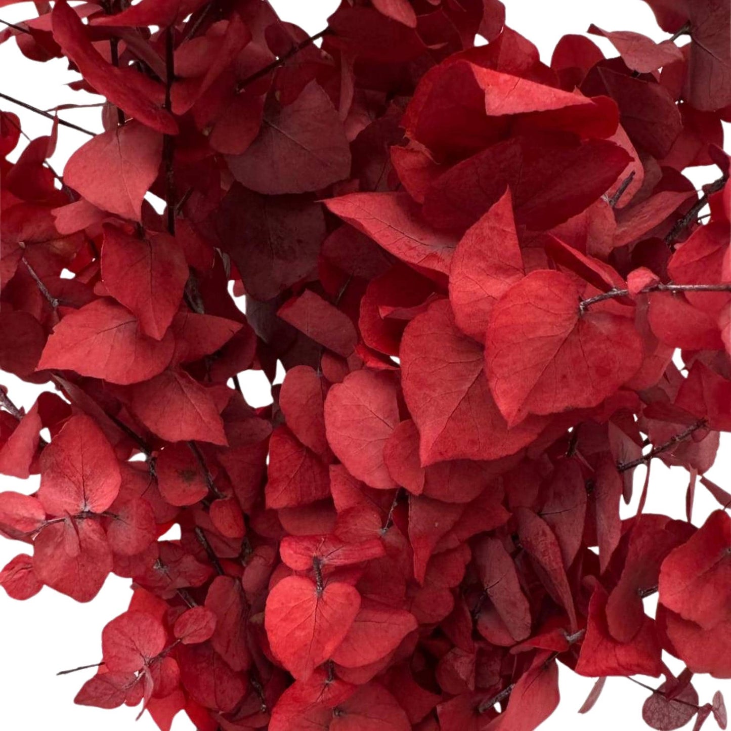Red Stuartiana Eucalyptus — Preserved