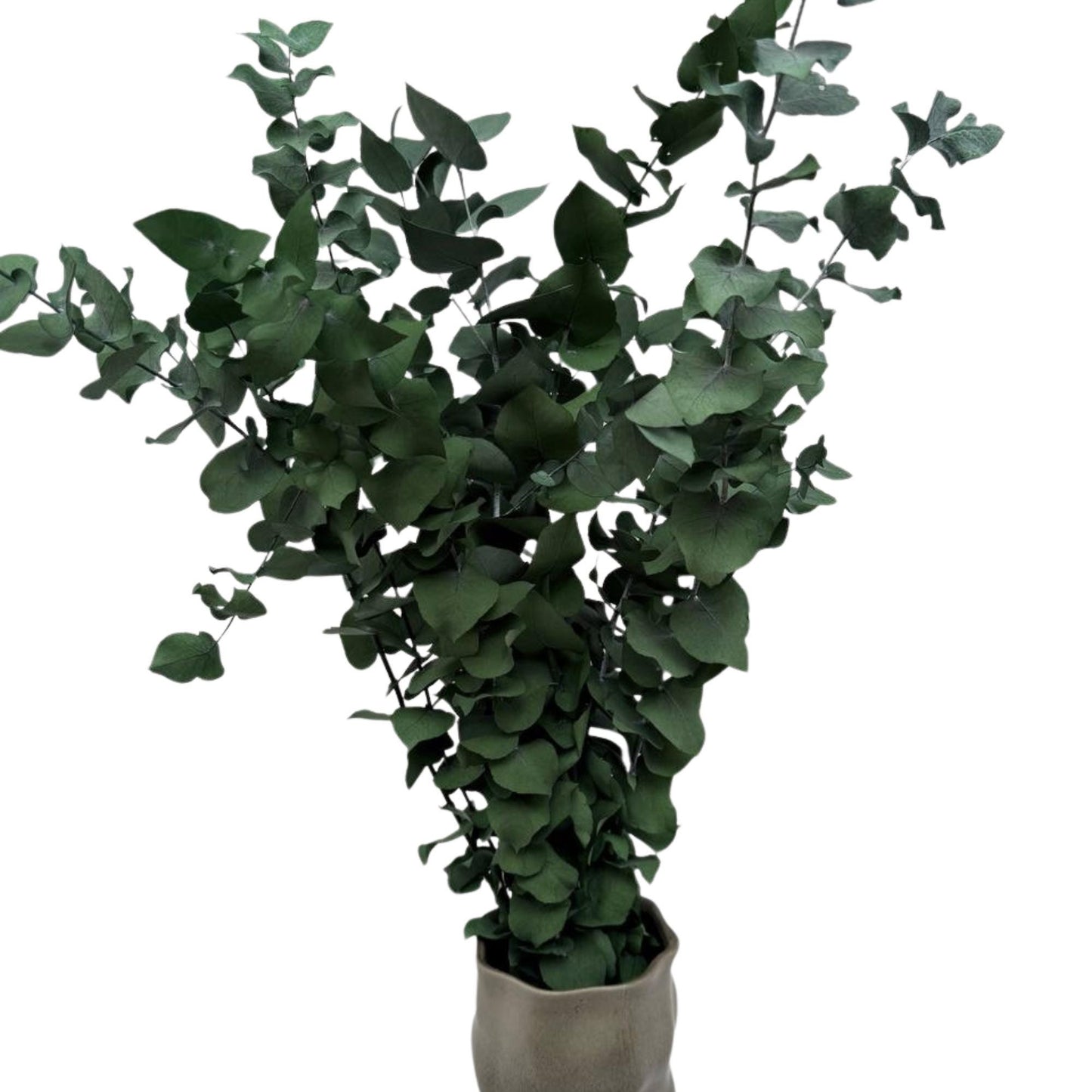 Stuartiana Eucalyptus Green — Preserved
