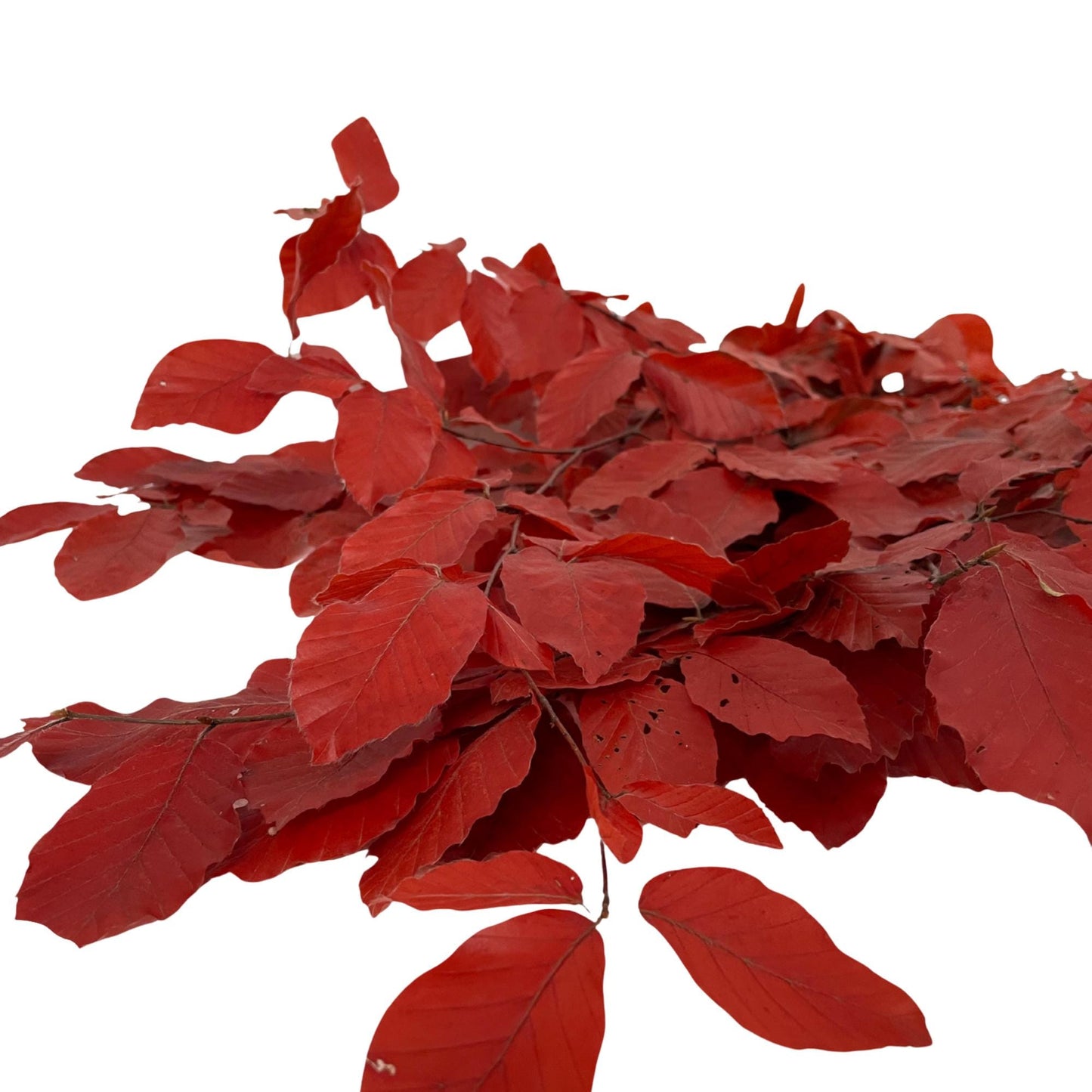 Red Beech — Stabilized