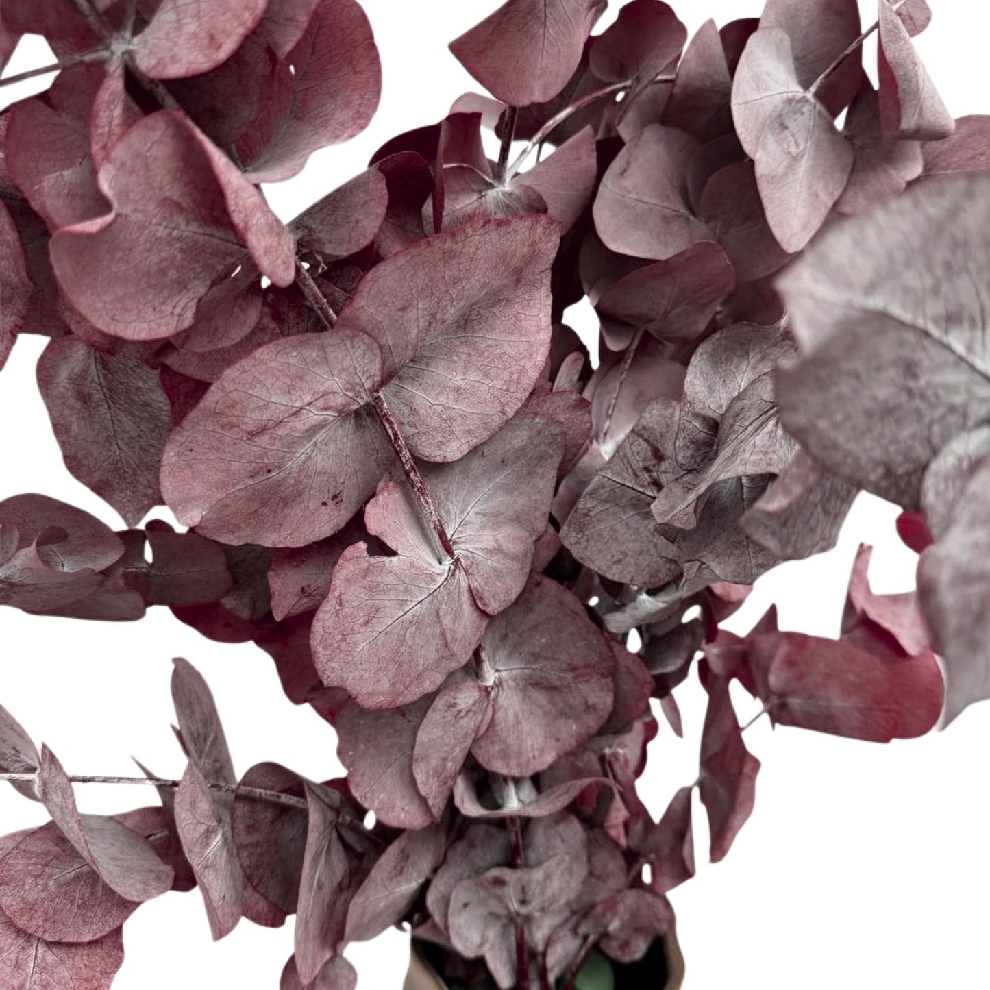 Red Cinerea Eucalyptus — Preserved