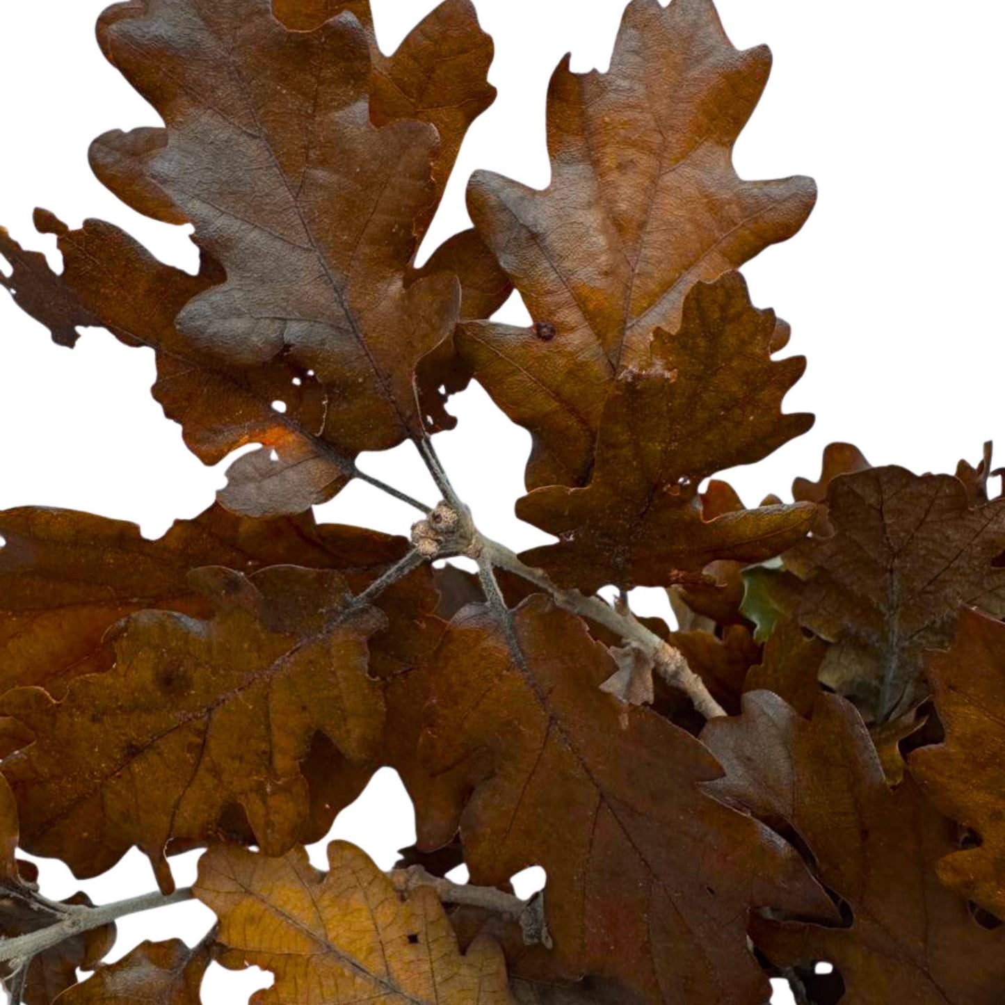 Brown Oak — Stabilized