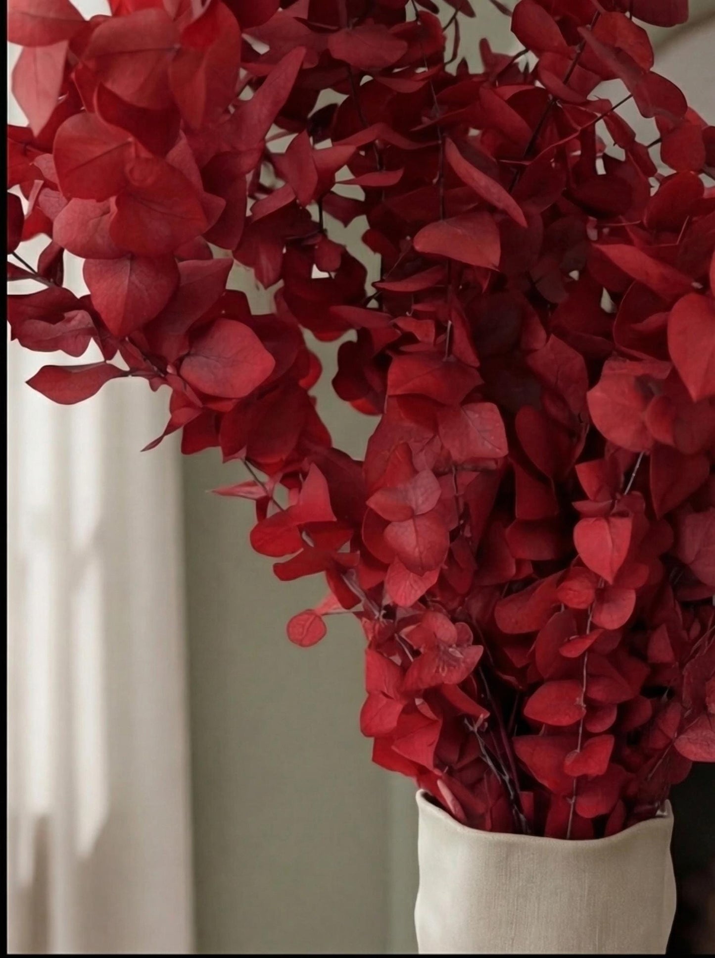 Red Stuartiana Eucalyptus — Preserved