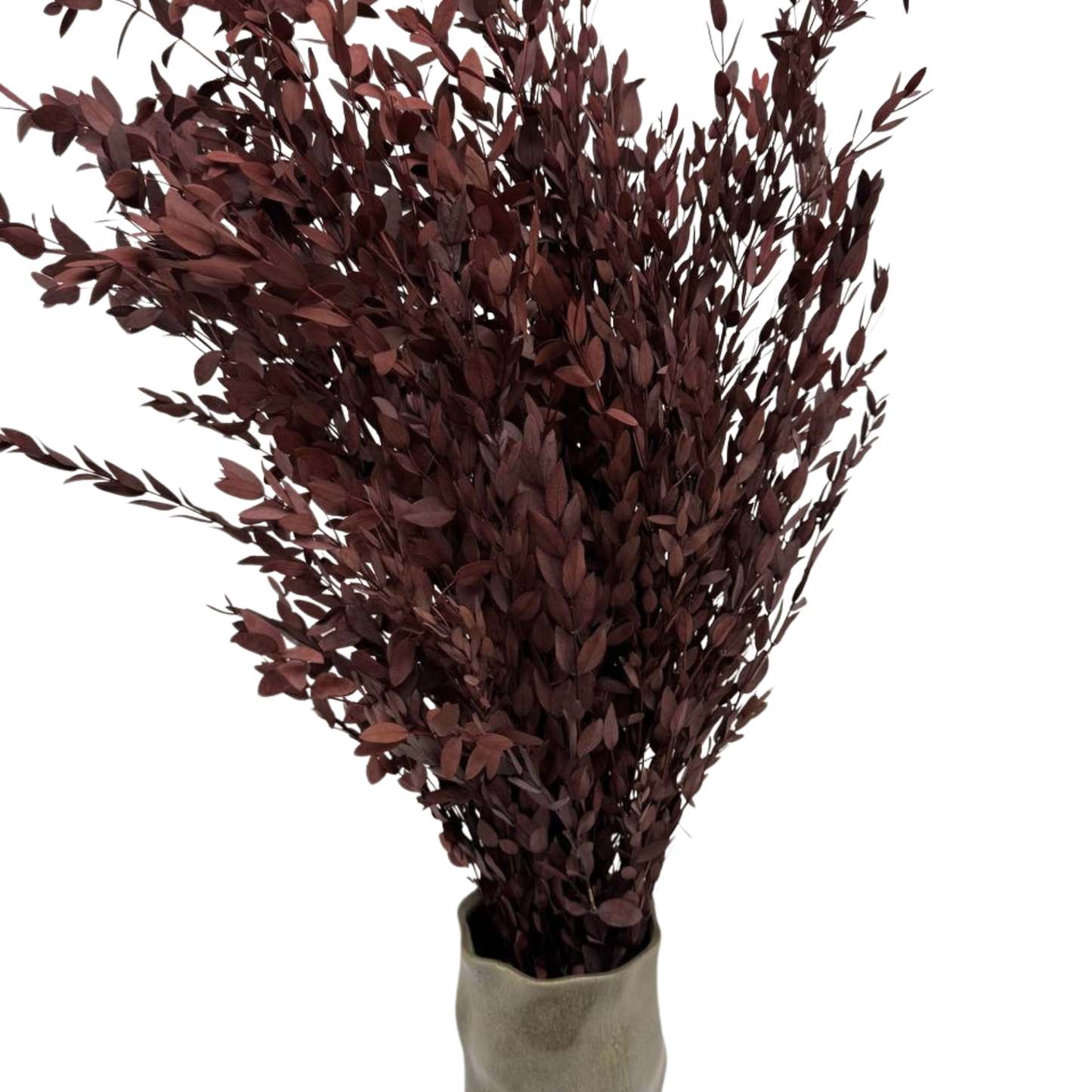 Eucalyptus Parvifolia Red — Preserved