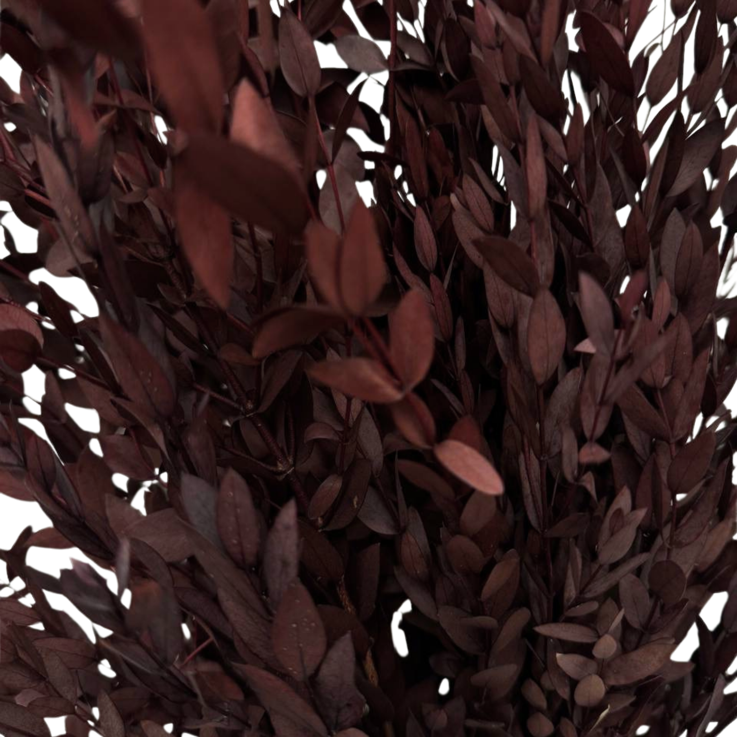 Eucalyptus Parvifolia Red — Preserved