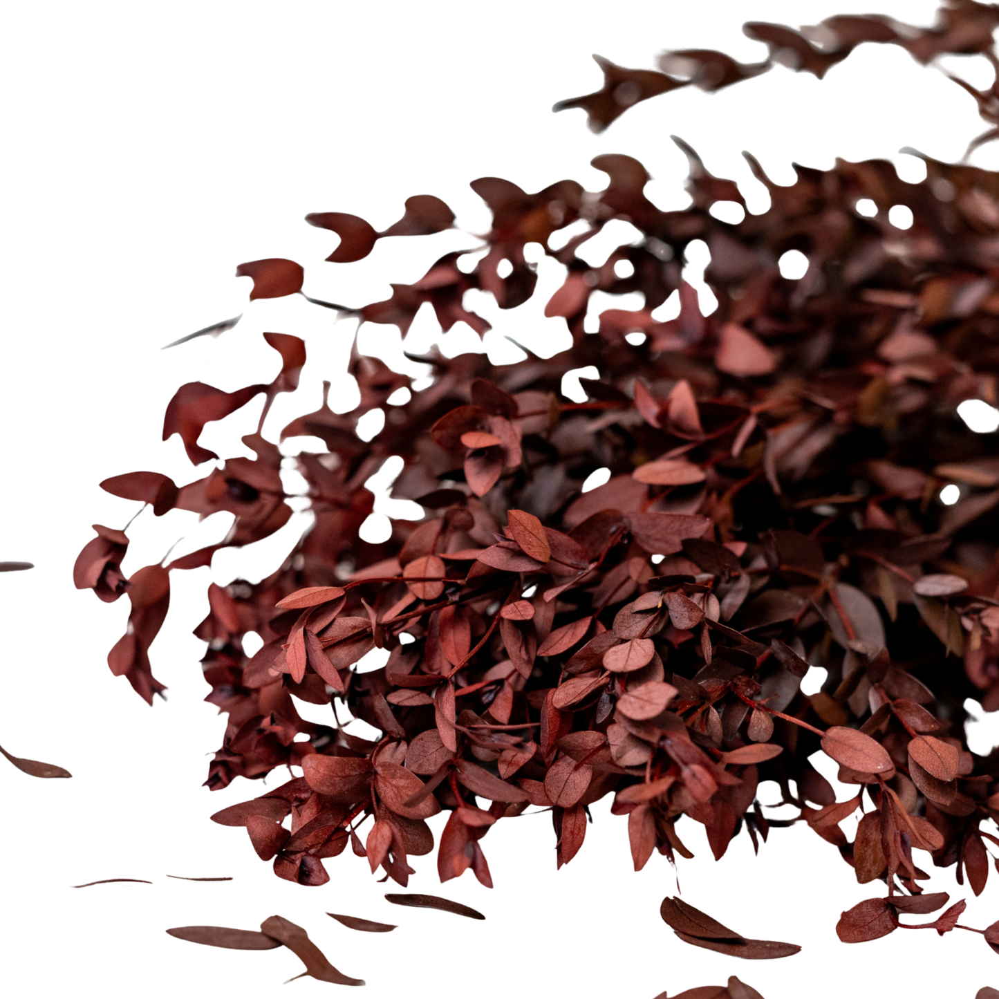 Eucalyptus Parvifolia Red — Preserved