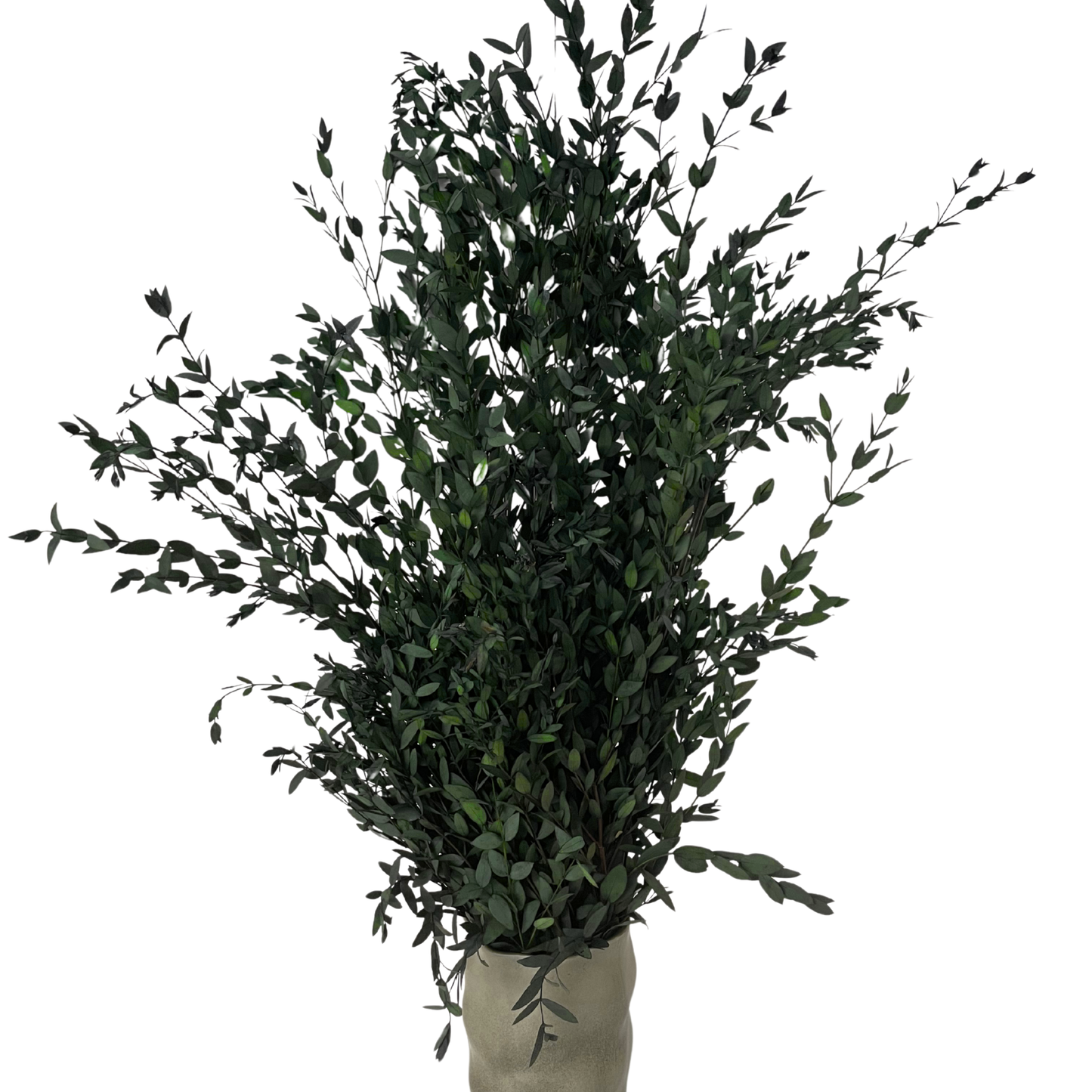 Stabilized Parvifolia Eucalyptus — Green