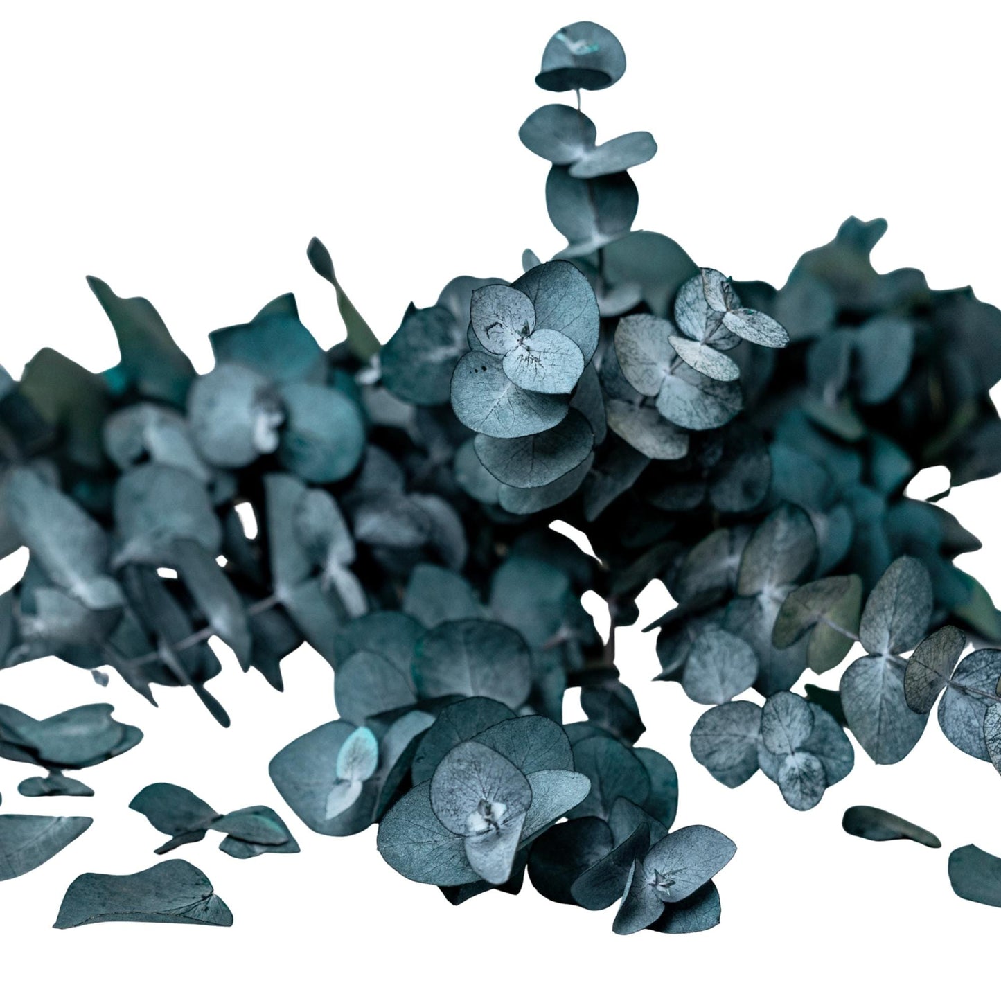 Eucalyptus Cinerea Blue — Preserved