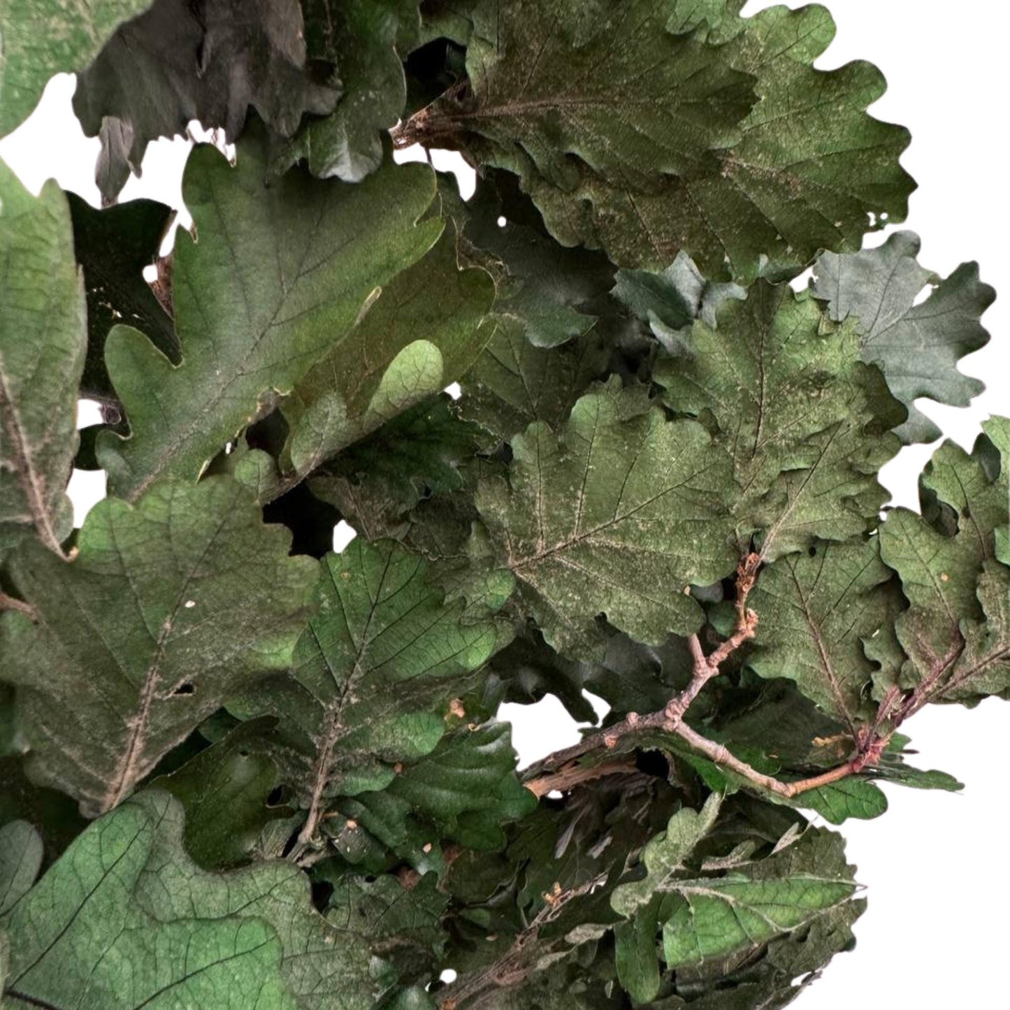 Green Oak — Preserved
