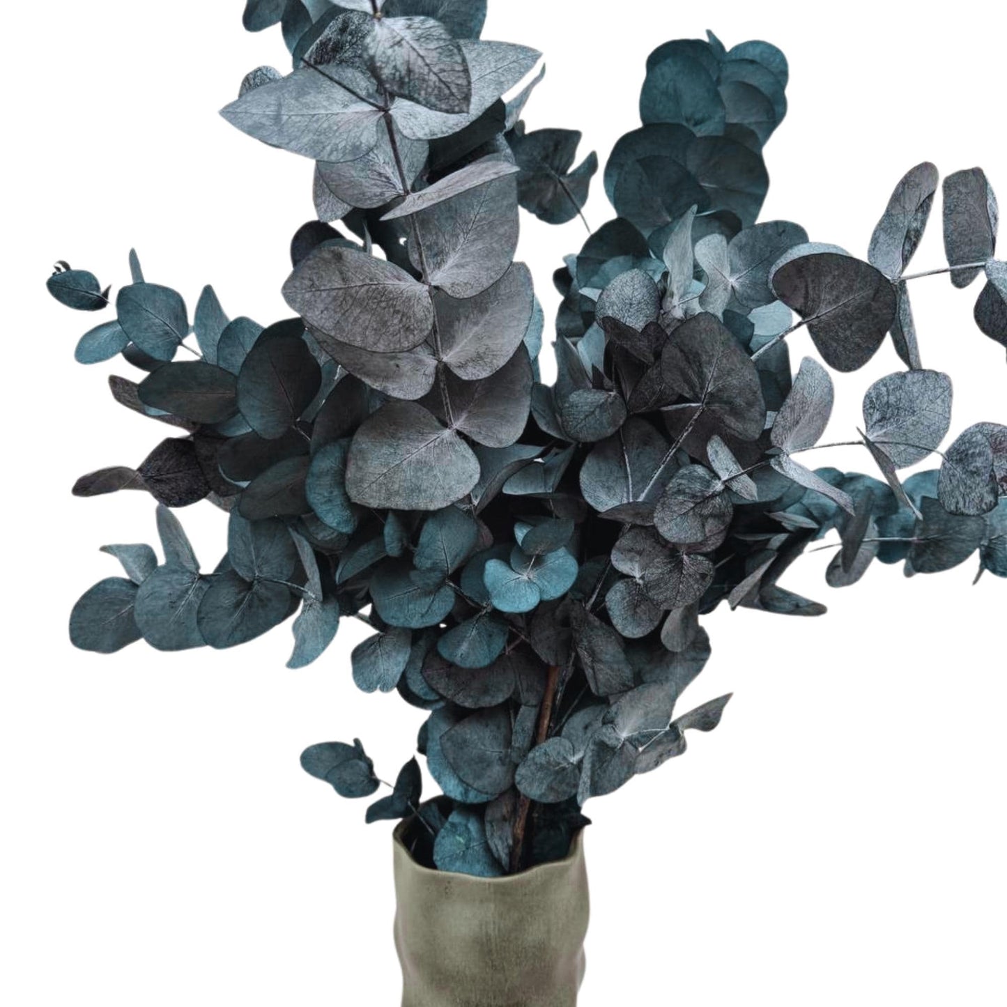 Eucalyptus Cinerea Blue — Preserved
