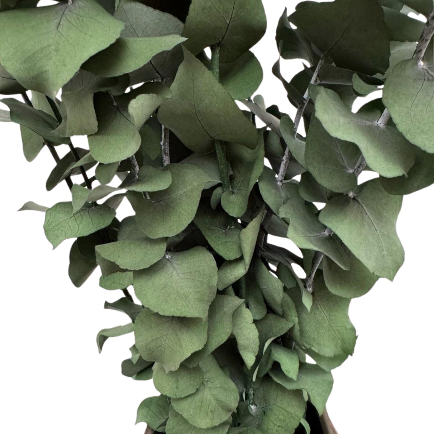 Stuartiana Eucalyptus Green — Preserved