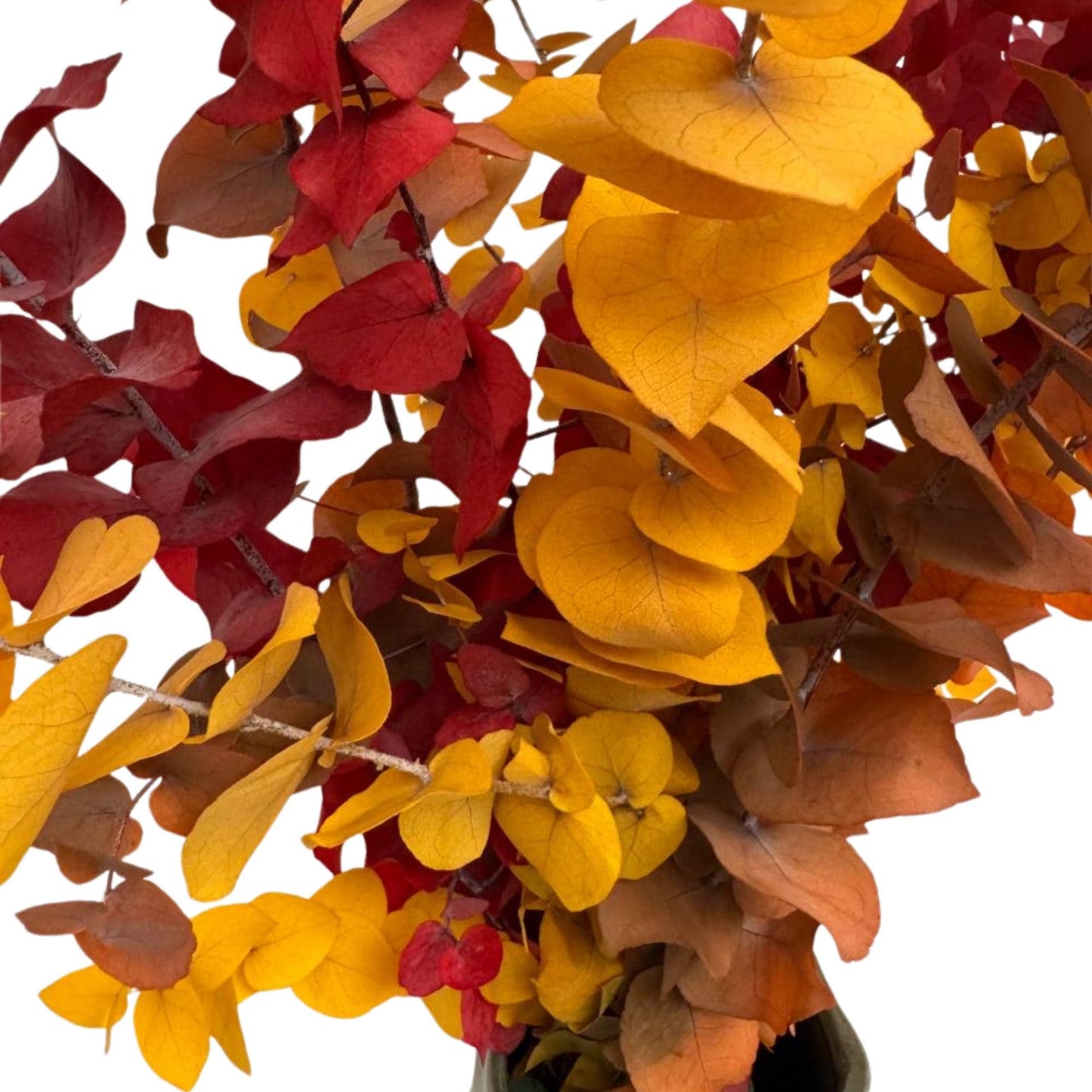 Eucalyptus Stuartiana Autumn — Preserved