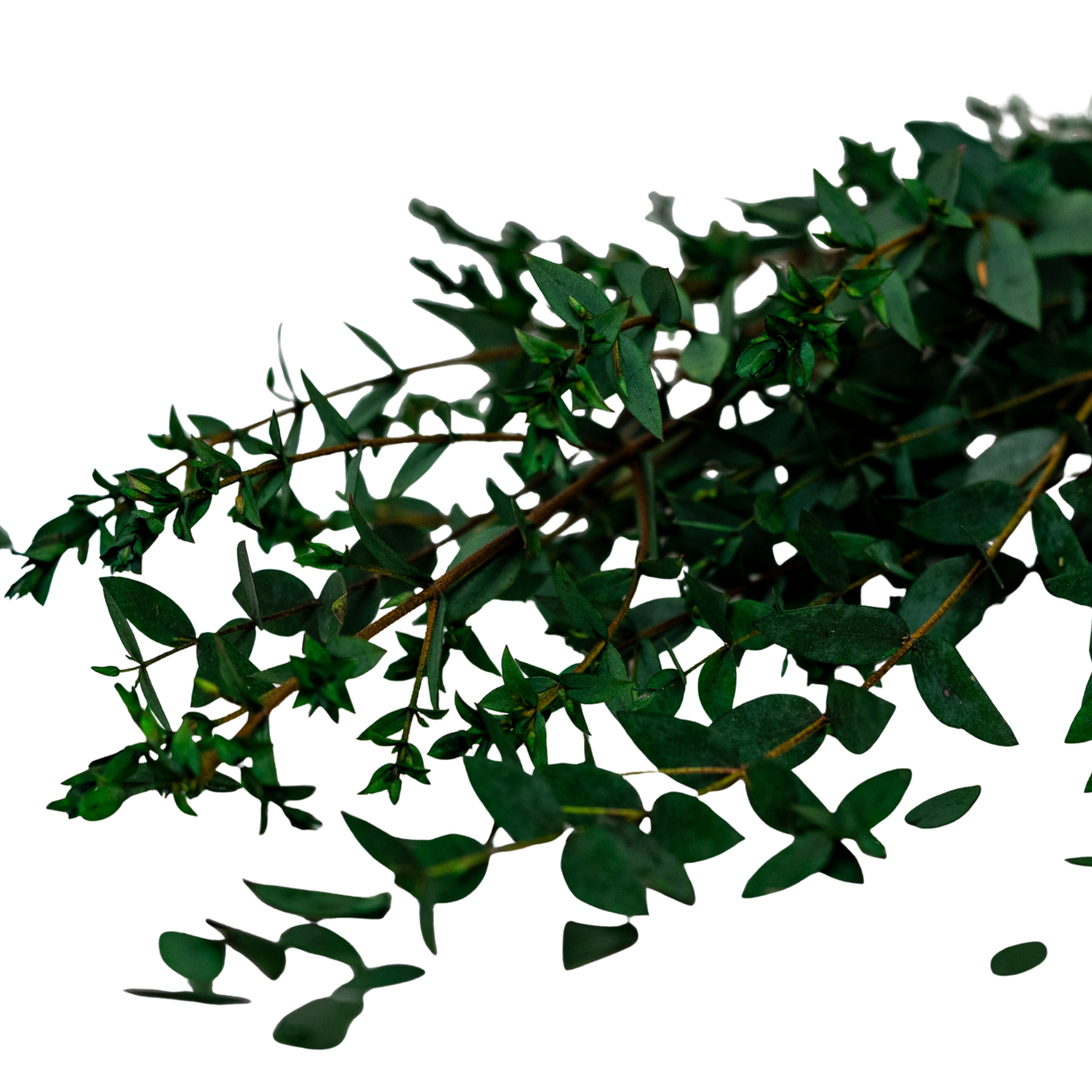 Stabilized Parvifolia Eucalyptus — Green