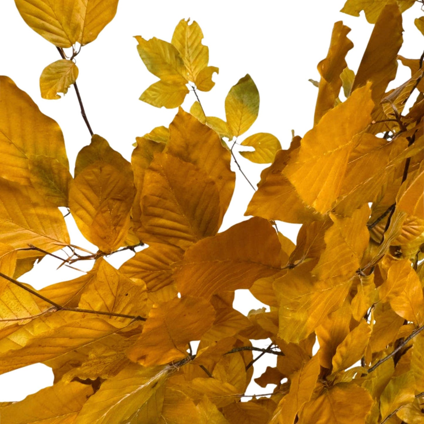 Yellow Beech — Stabilized