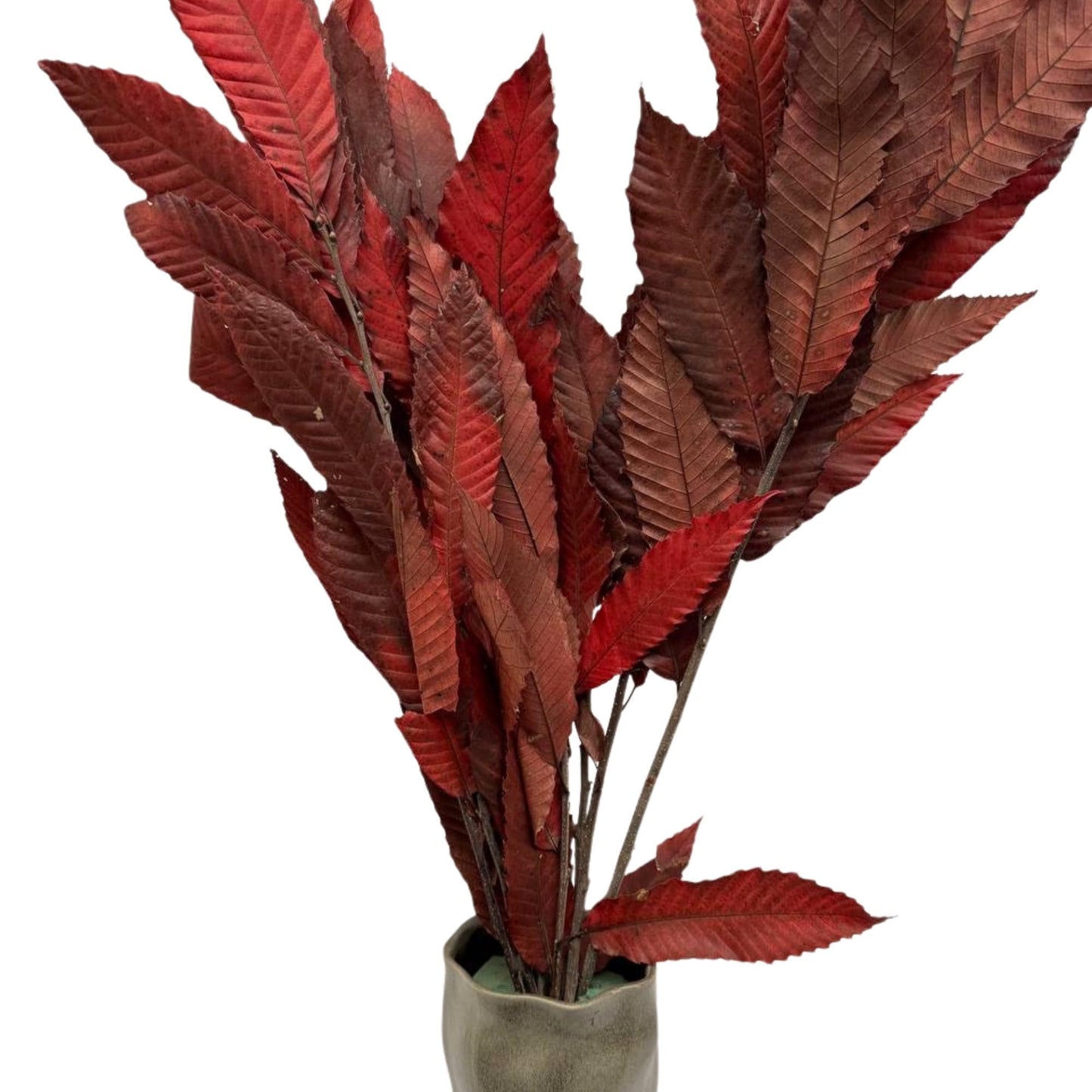 Red Chestnut — Preserved