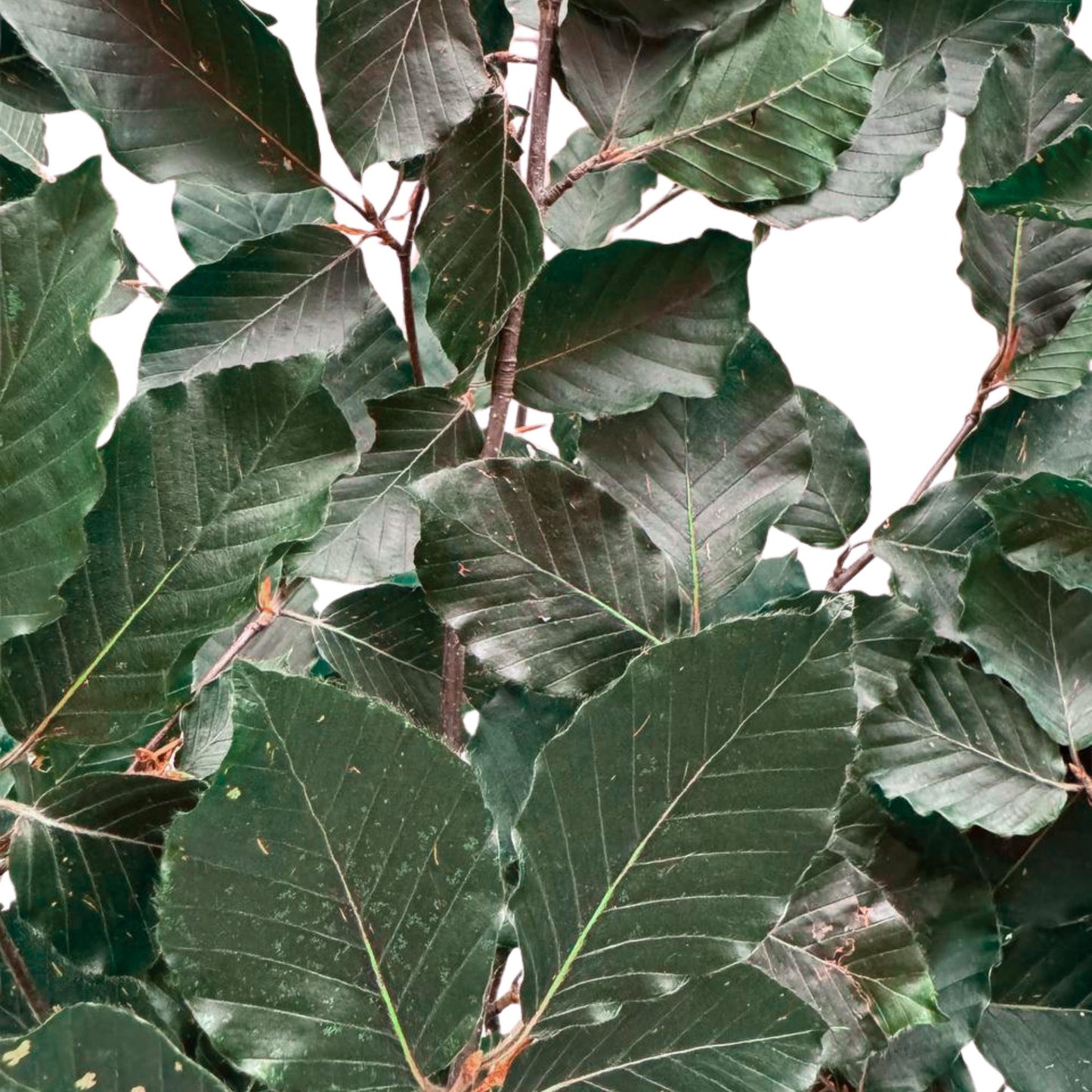 Green Beech — Preserved