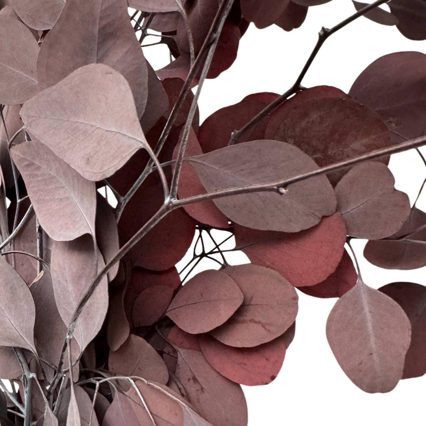 Eucalyptus Populus Red — Preserved