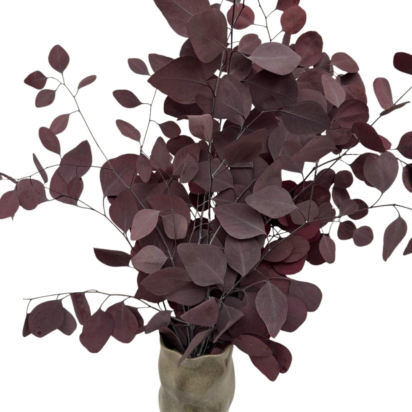 Eucalyptus Populus Red — Preserved
